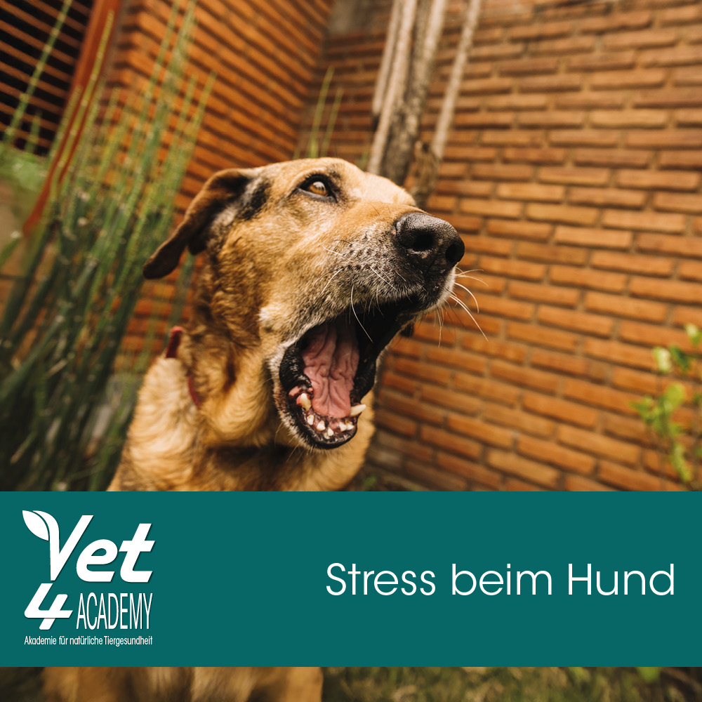 Tier, Hund, Säugetier, Haustier