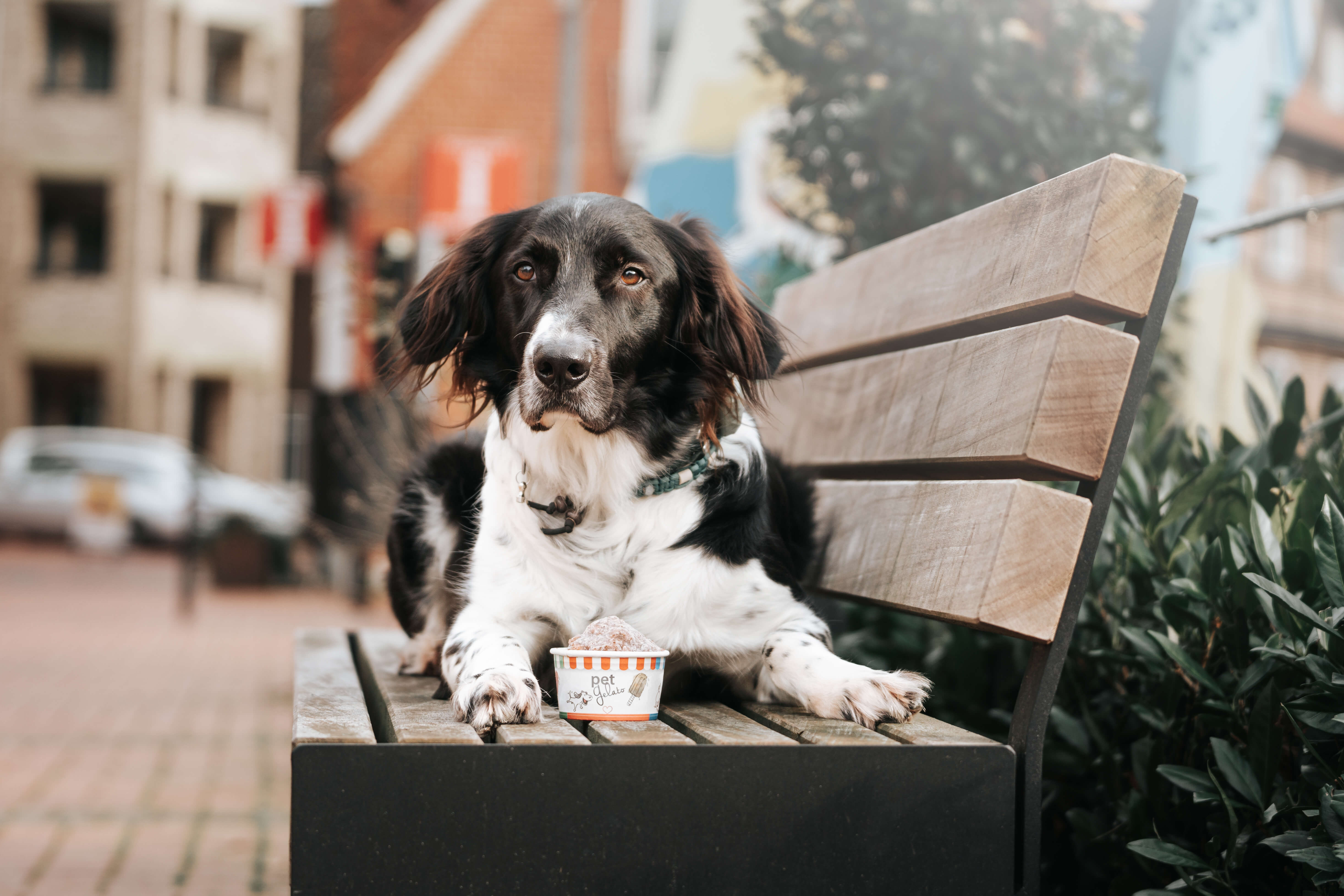 Bank, Mobiliar, Hund, Haustier