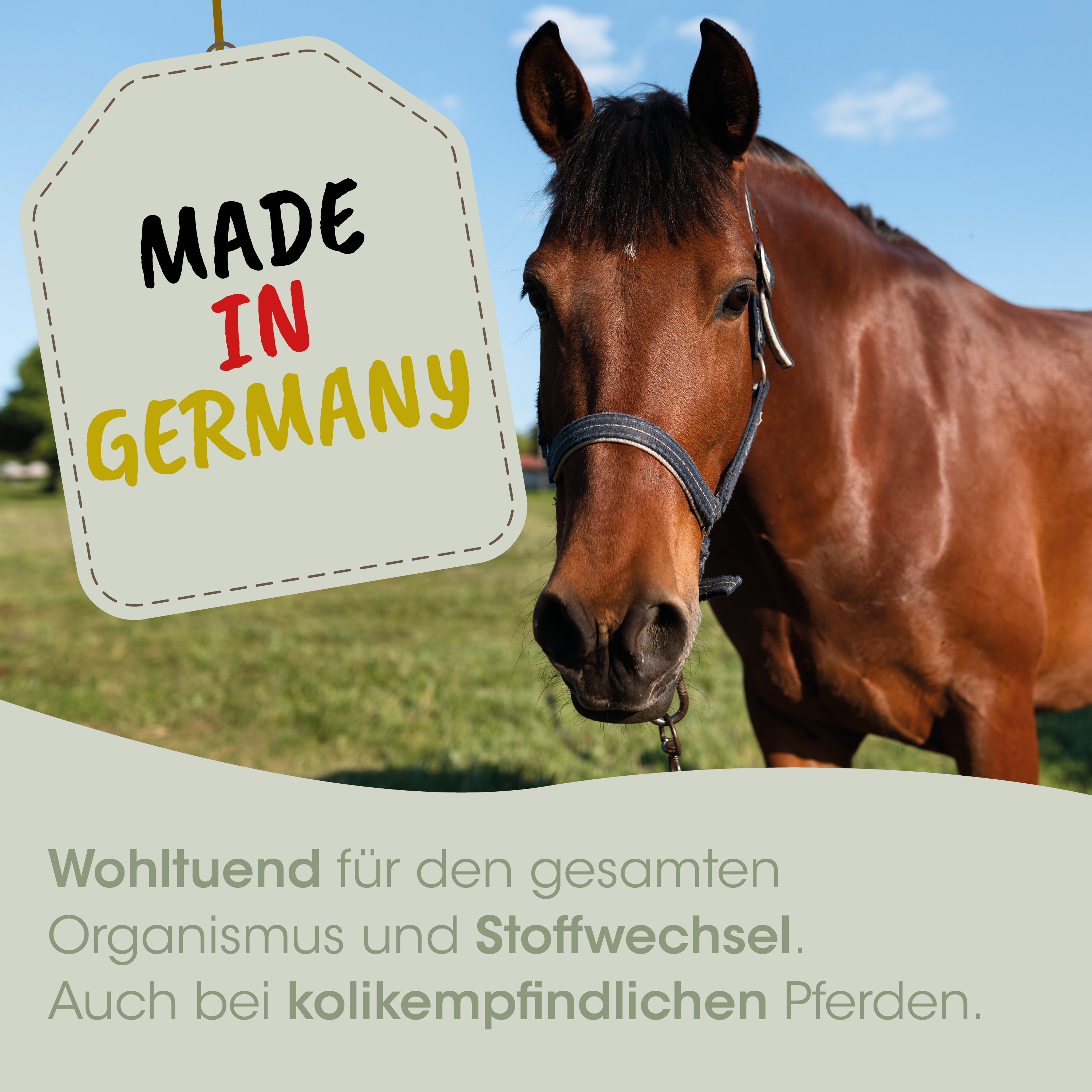 pferd, halfter, braun, tag, feld