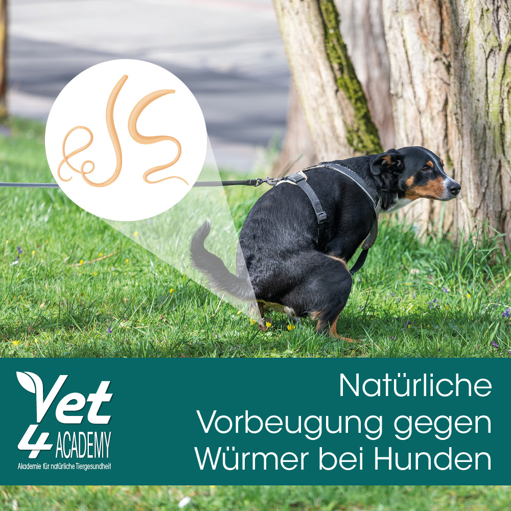 Gras, Pflanze, Zubehör, Riemen, Hund