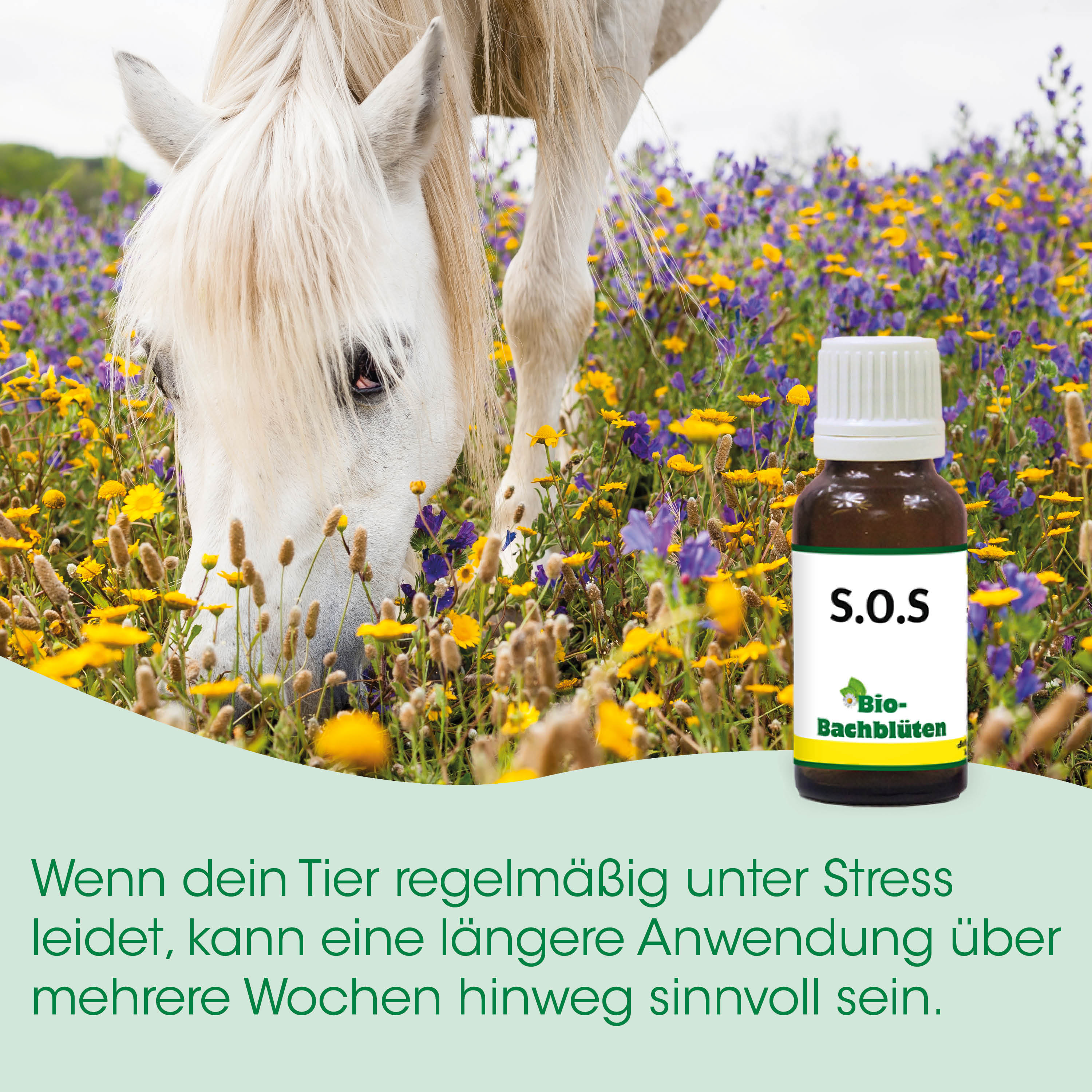 pferd, feld, blumen, flasche, S.O.S