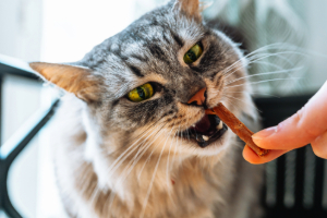 Finger, Katze, Haustier, Abessinisch, Kopf