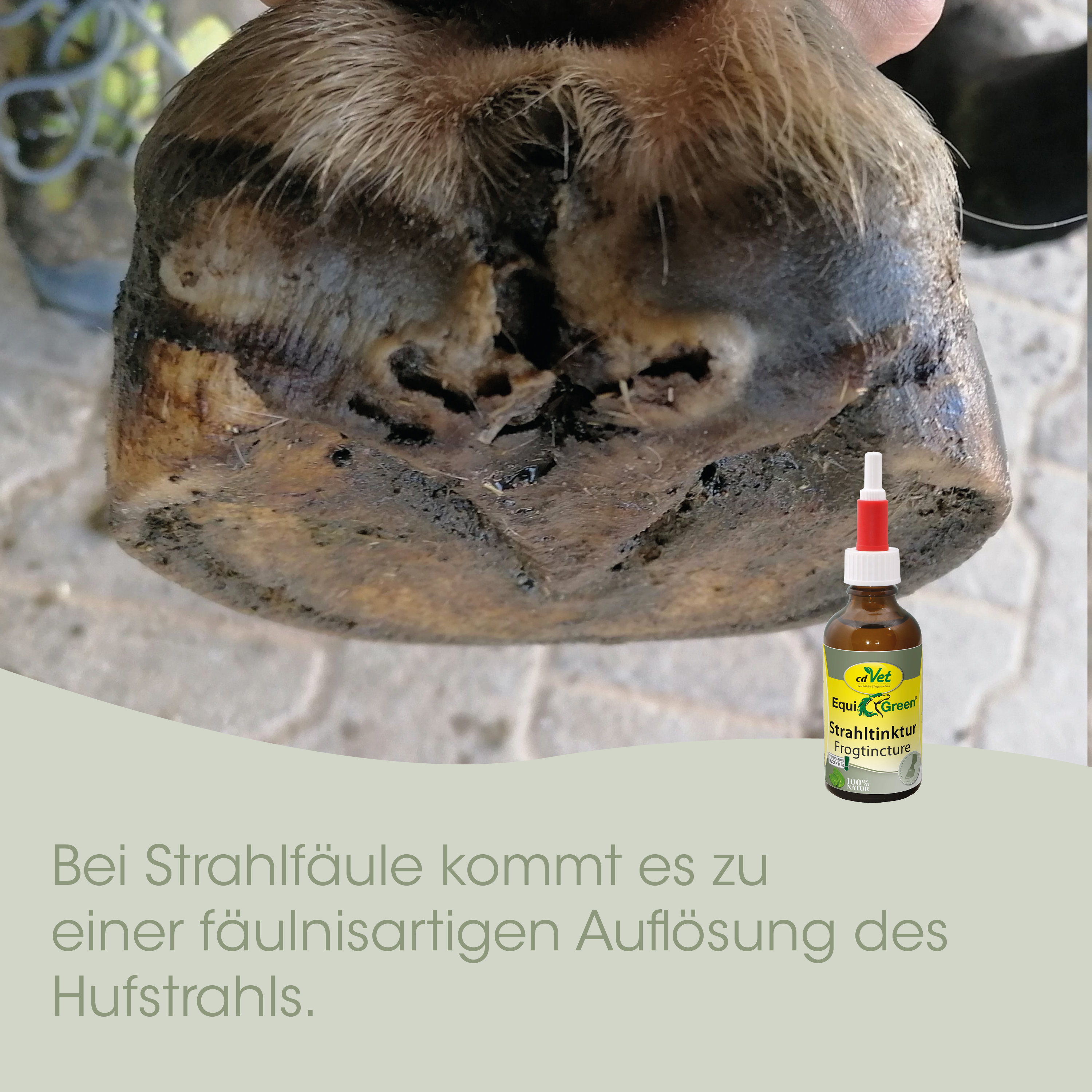Huf, Huftrocken, Hufgnaden, Hufpfleger, Tinktur