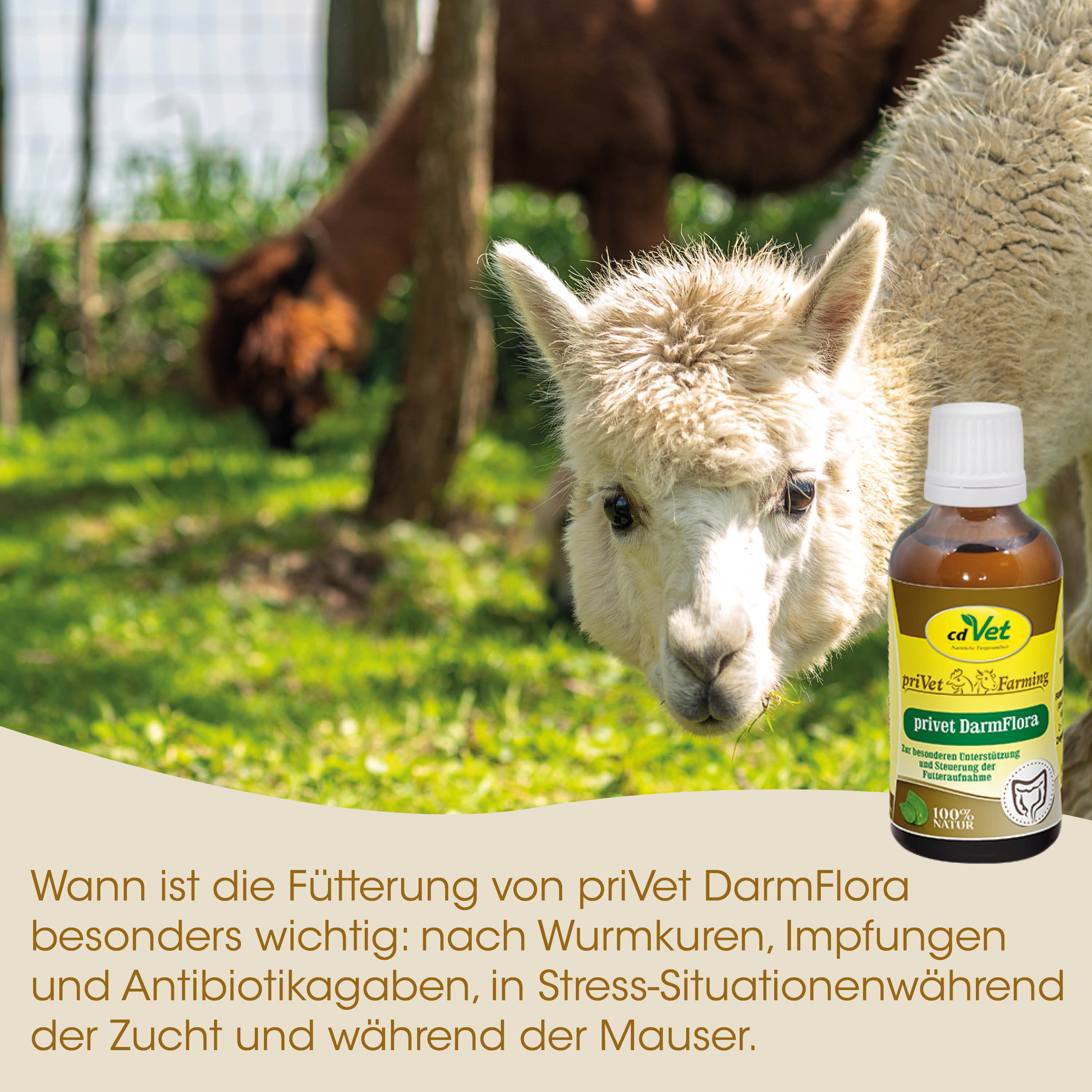 Lama, Tier, Futter, Flasche, Naturprodukt