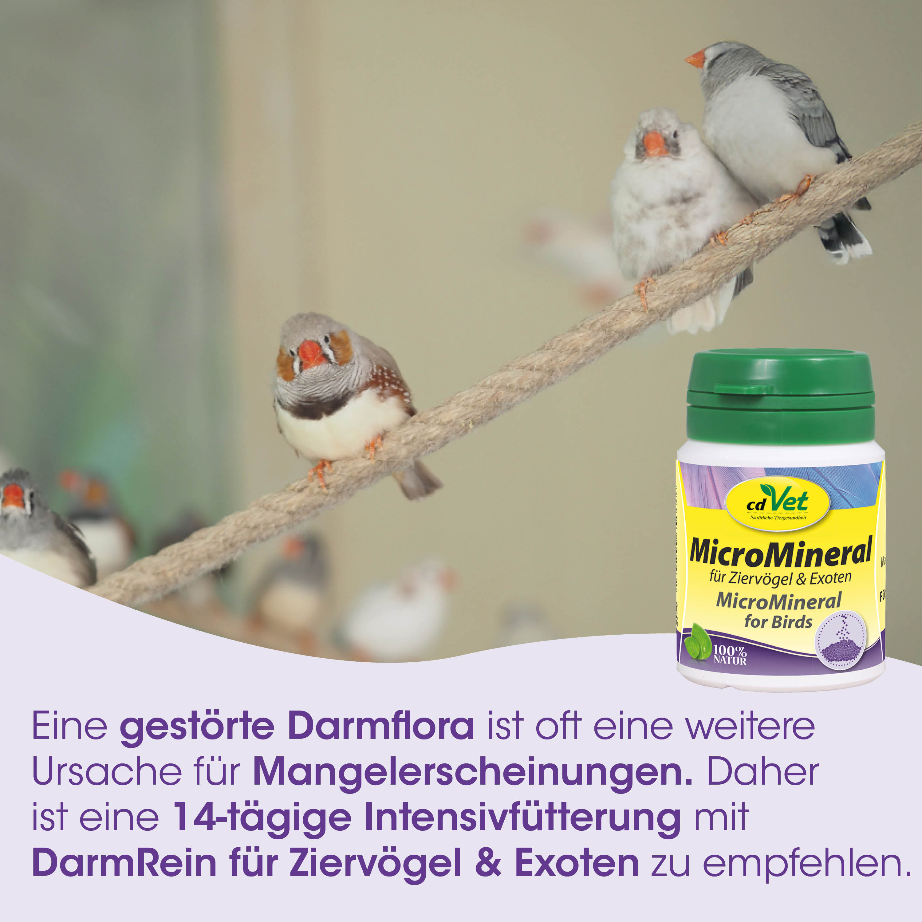 Vogel, Papagei, Miniatur, Kletterzweig, Nahrungsergänzung