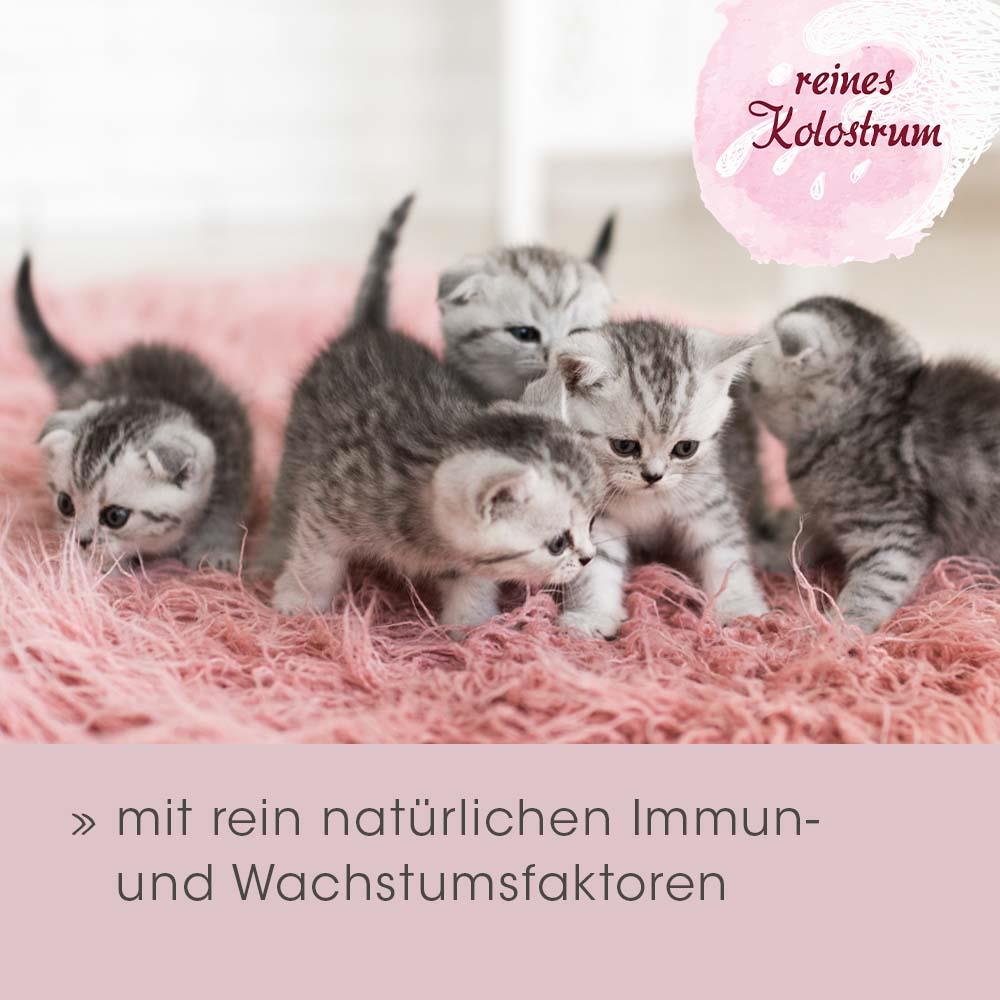 Tier, Katze, Kätzchen, Säugetier, Haustier