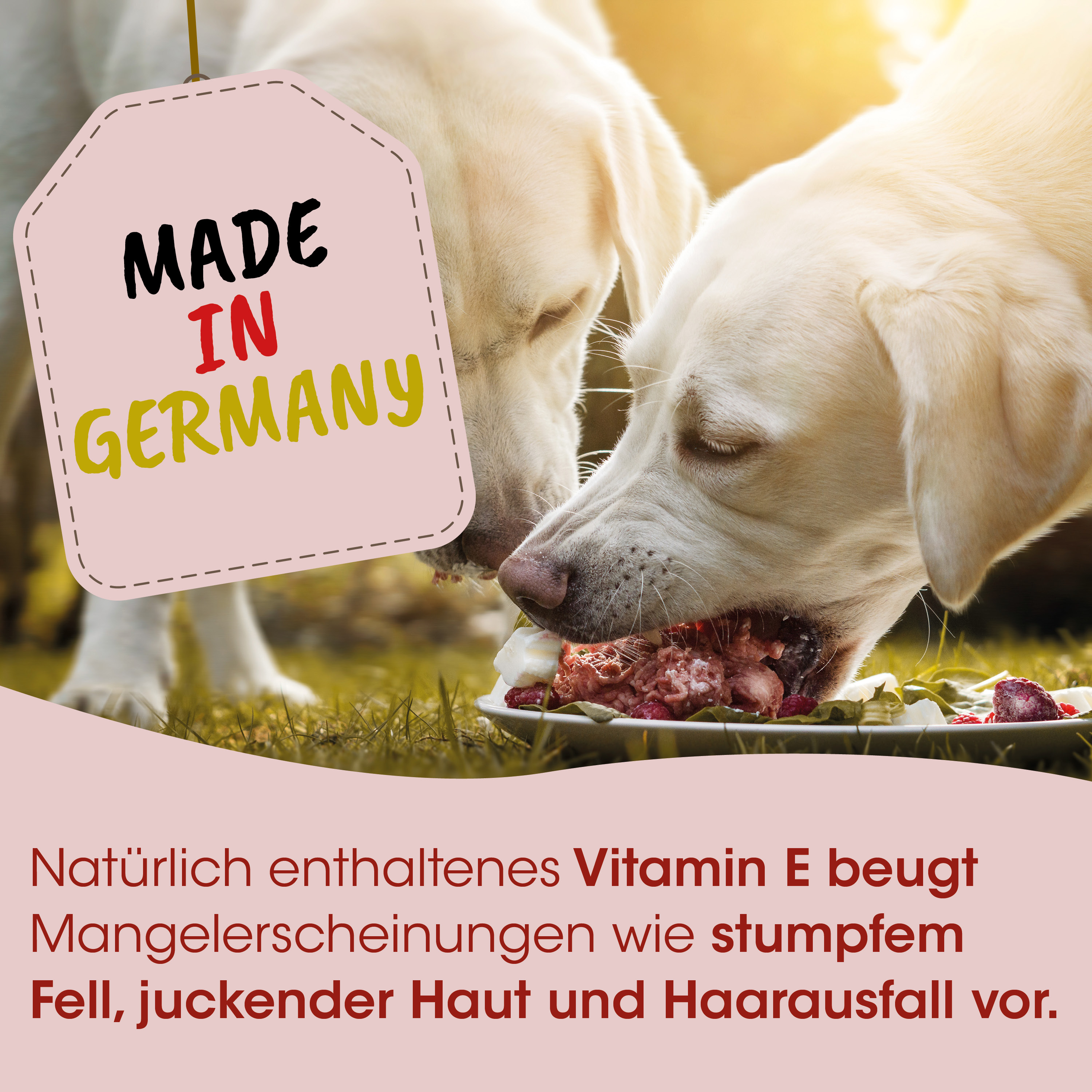hund, hunde, knochen, futter, nahrung