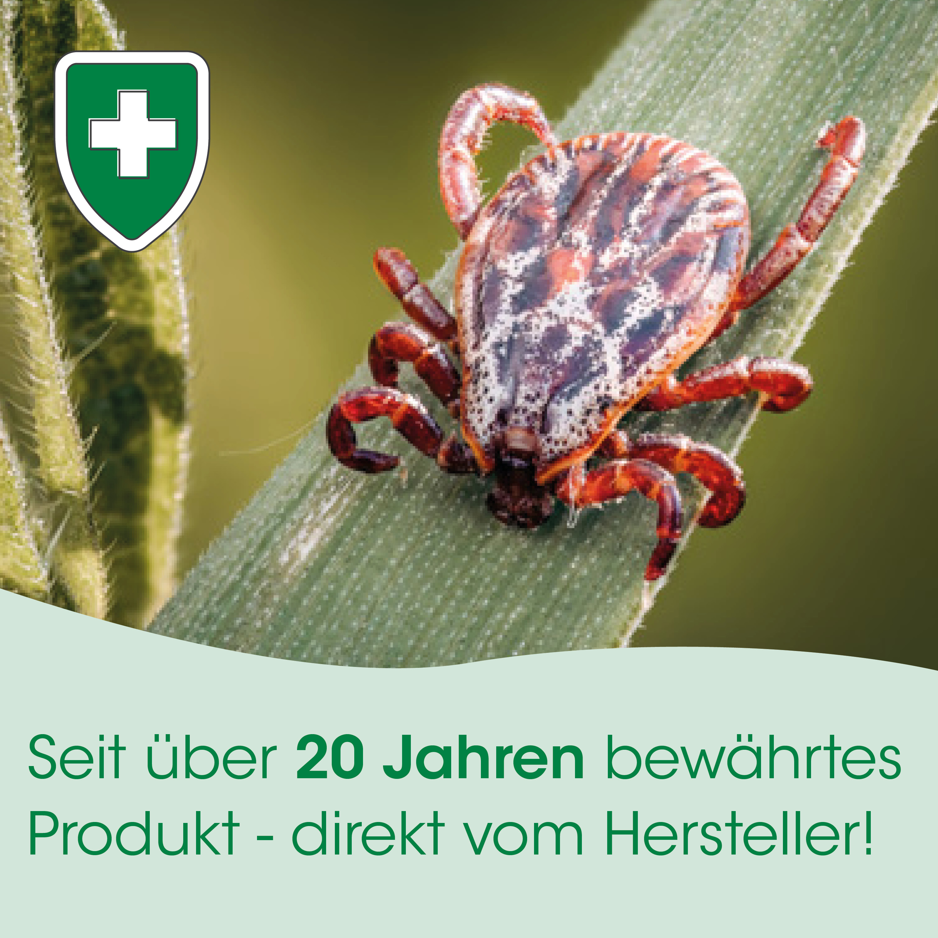 Ticking bug, Spinnentier?, Zecke, rote Beine, Insekt auf Pflanze