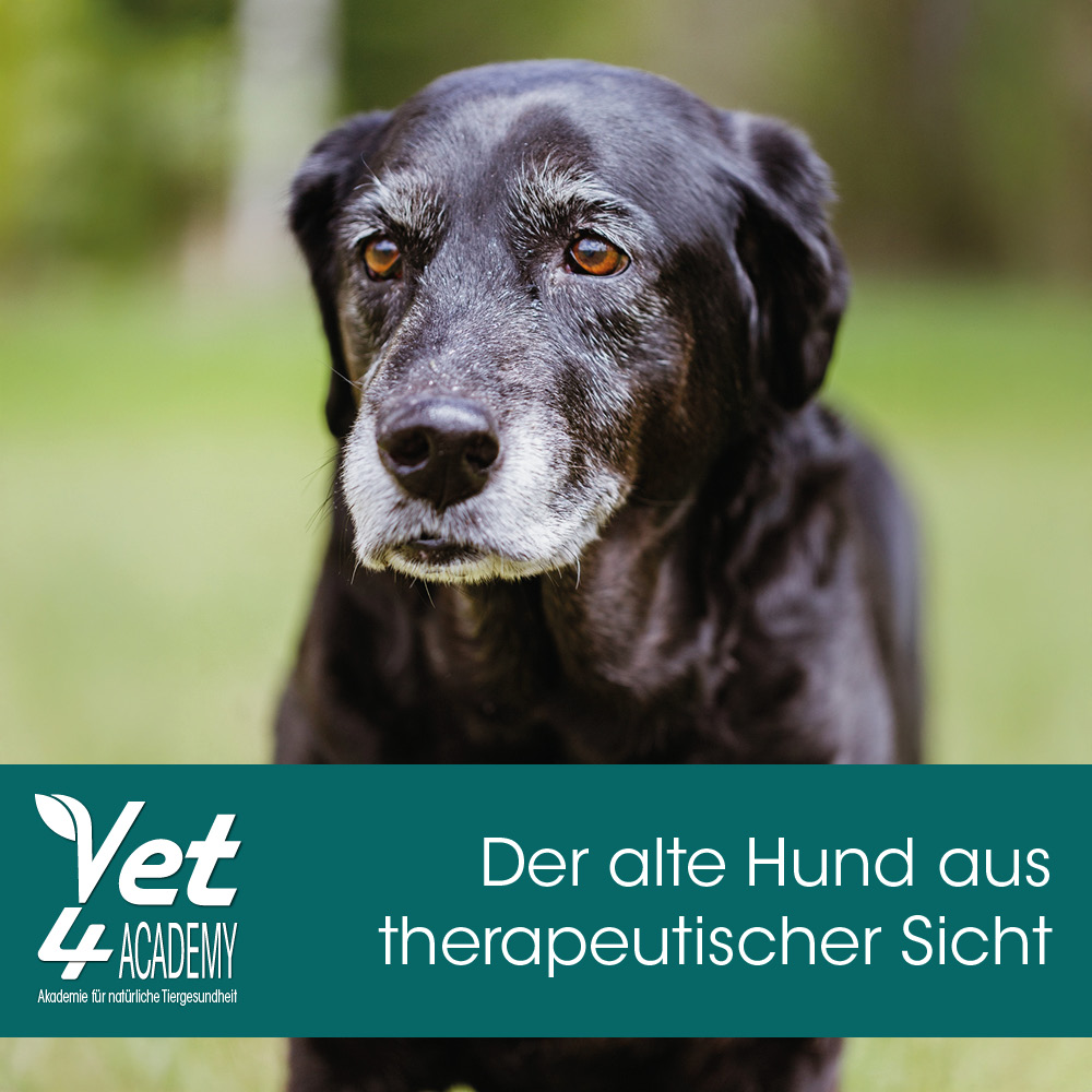 Hund, Labrador Retriever, Säugetier, Haustier