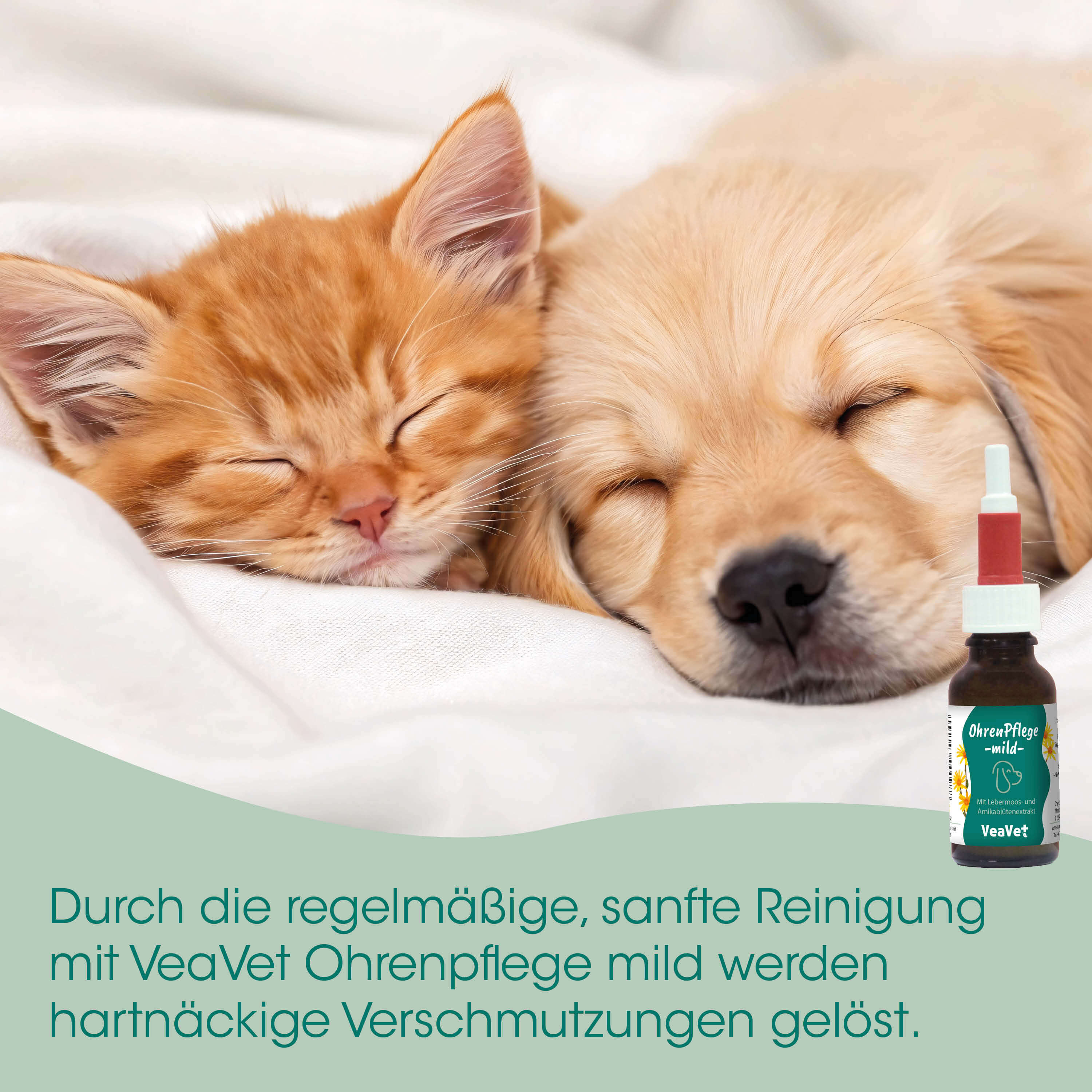 Katzenkinder, Kätzchen, Schnurrer, Hund und Katze, Flasche Tropfen