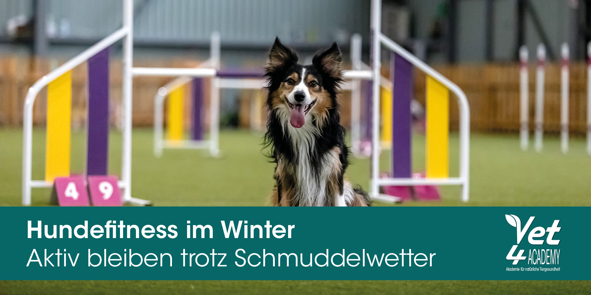 Gras, Hund, Haustier, Spielbereich, Gras, Hund, Haustier, Spielbereich, Gras, Hund, Haustier, Spielbereich