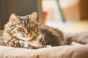 Tier, Katze, Mann, Haustier, Kätzchen