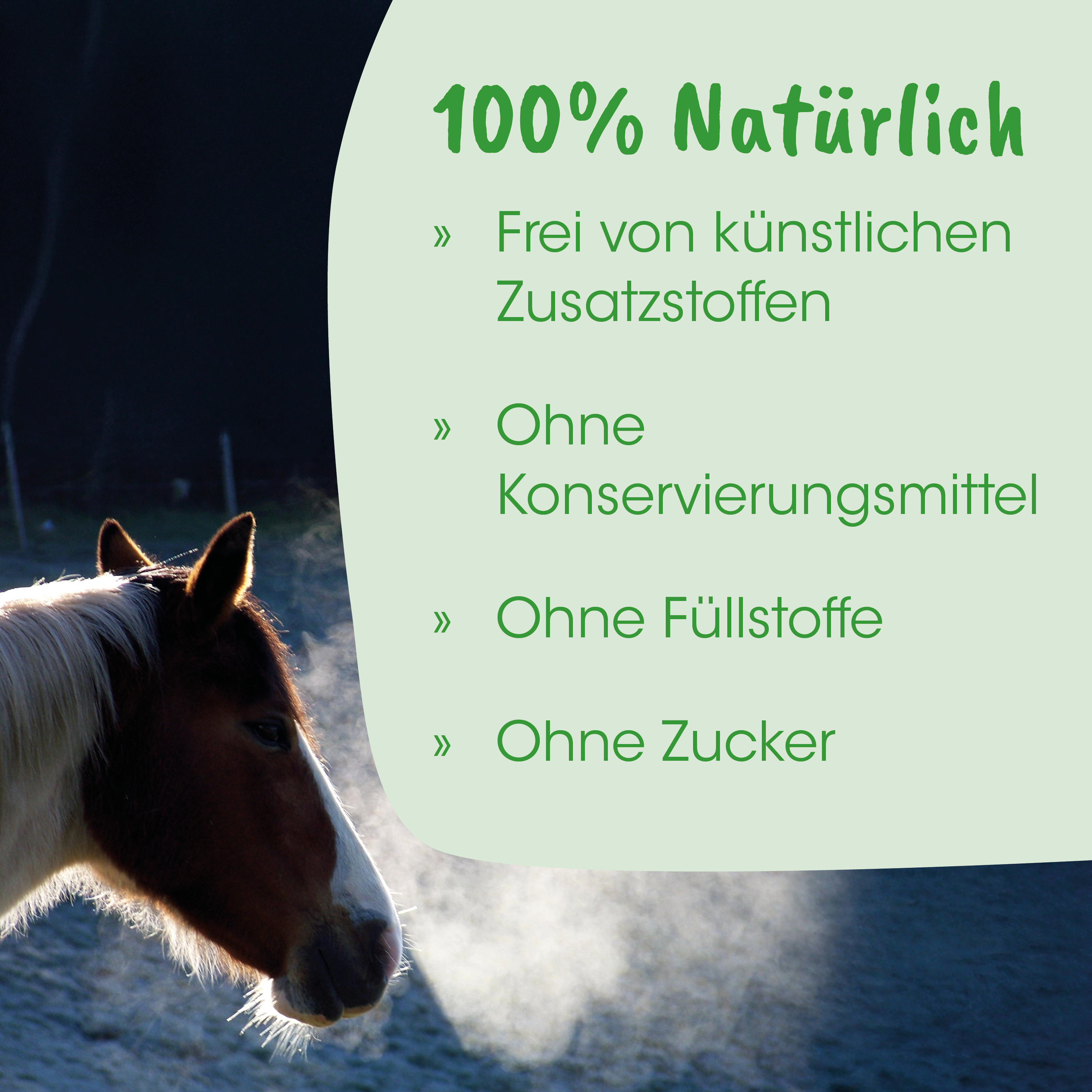 Pferd, Pferdekopf, Profil, Mähne, Außenbereich