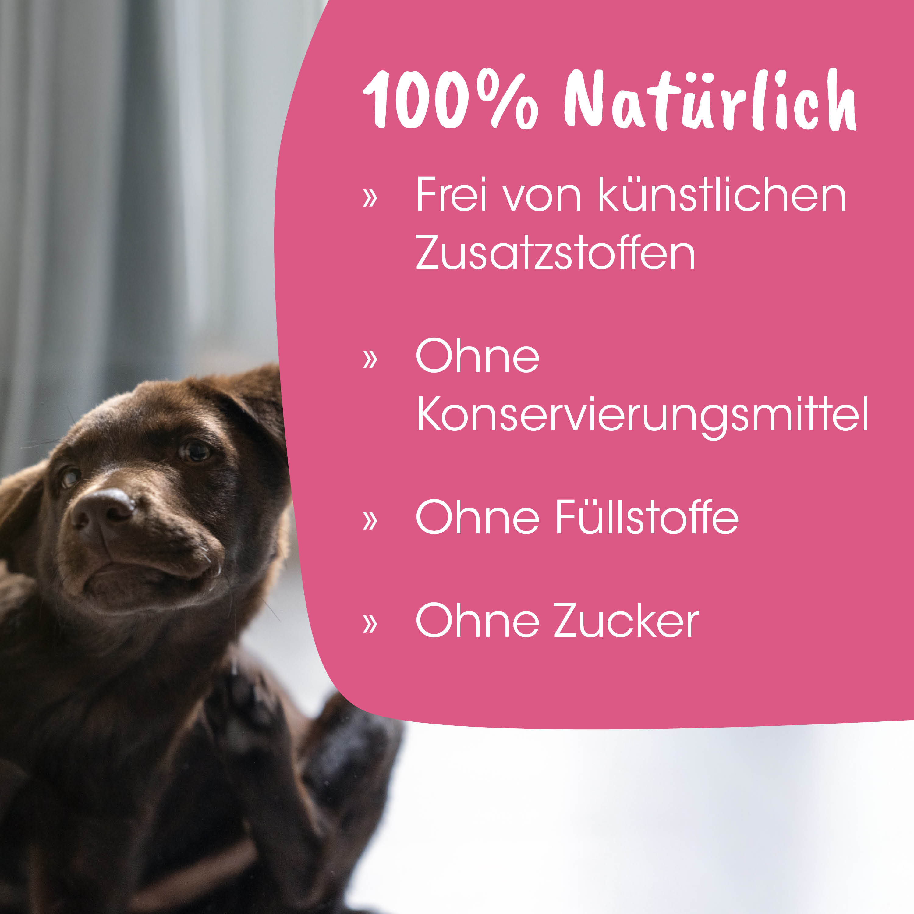 Hund, braun, Welpe, Tier, Haustier