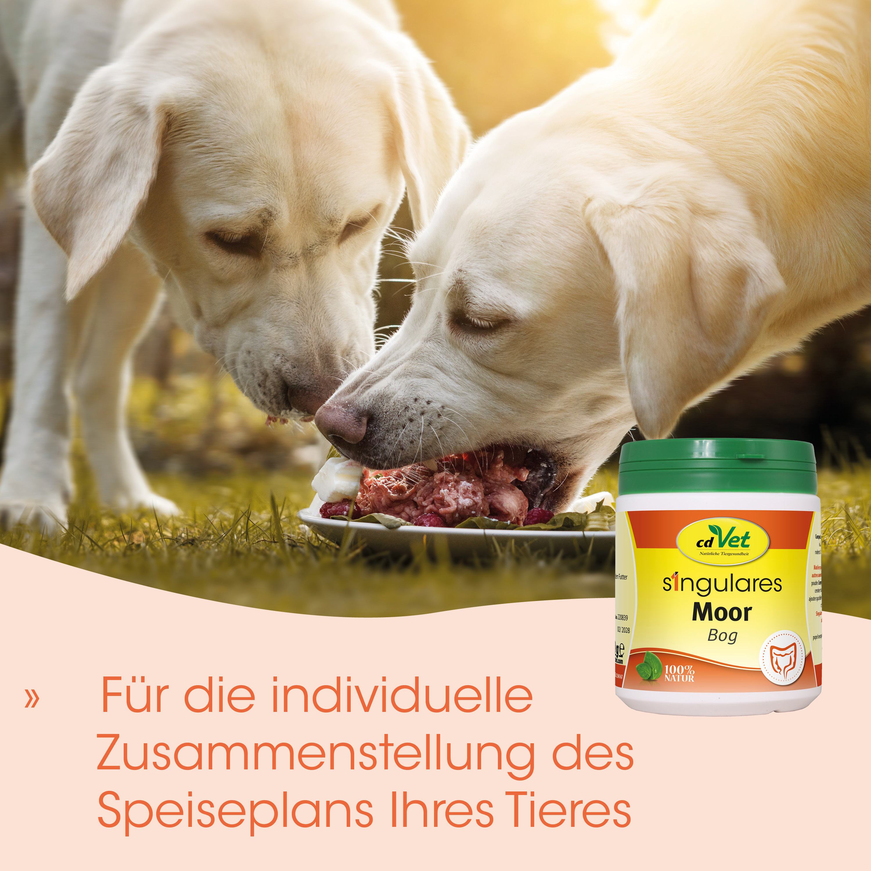 Hundefutter, Hundenapf, Fleischstücke, Gelber Labrador, Tierzusatz
