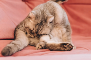 Person, Schlafend, Couch, Katze, Kätzchen