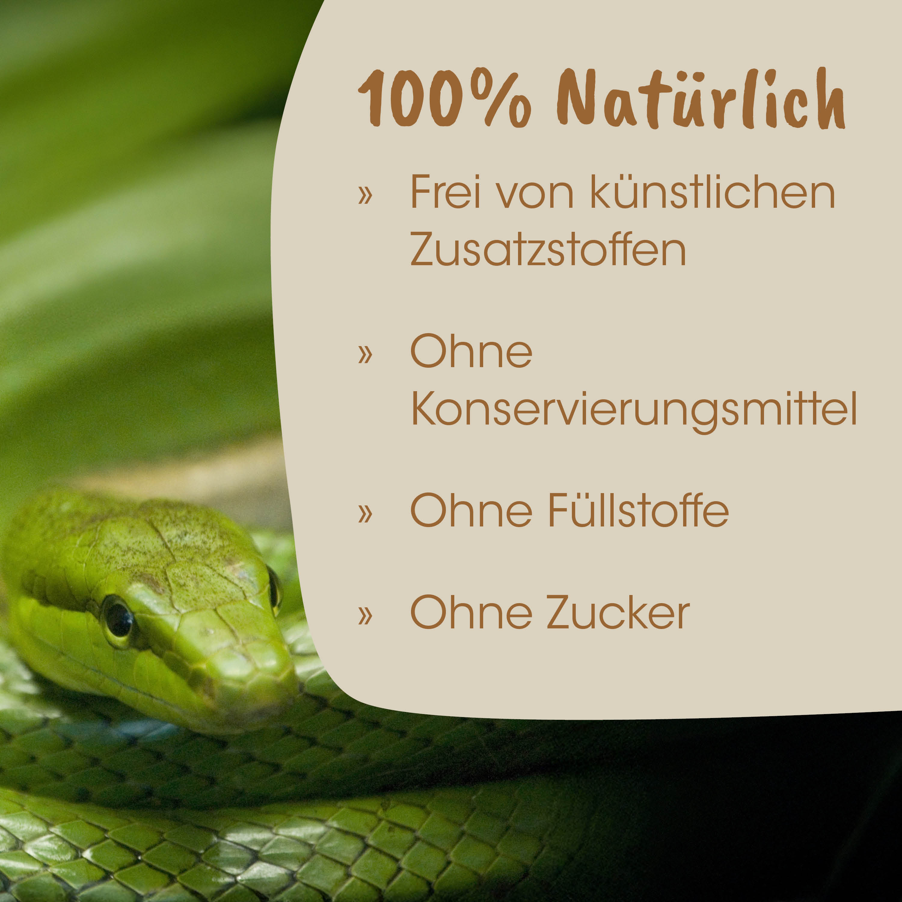 Schlange, grüne Schlange, Schuppenmuster, Nahaufnahme, Reptil