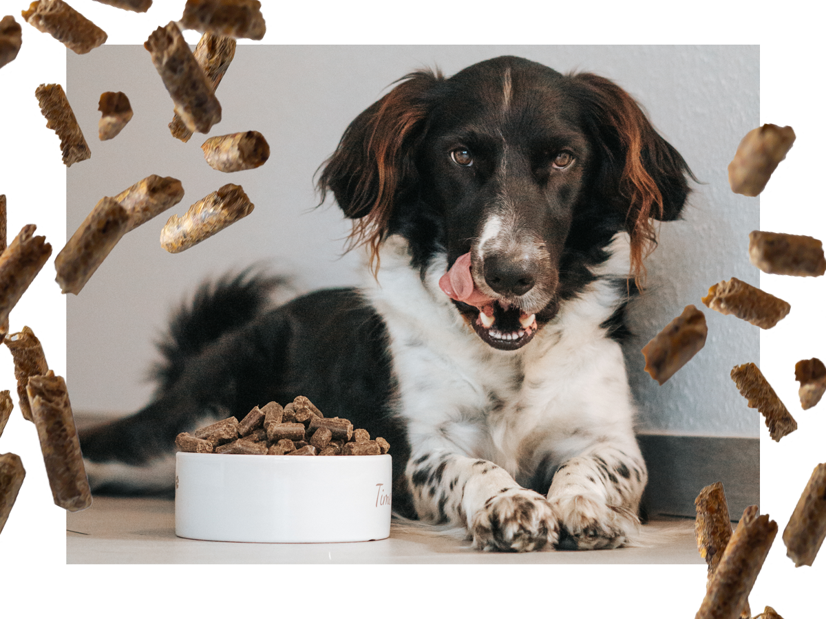 Holz, Hund, Säugetier, Haustier