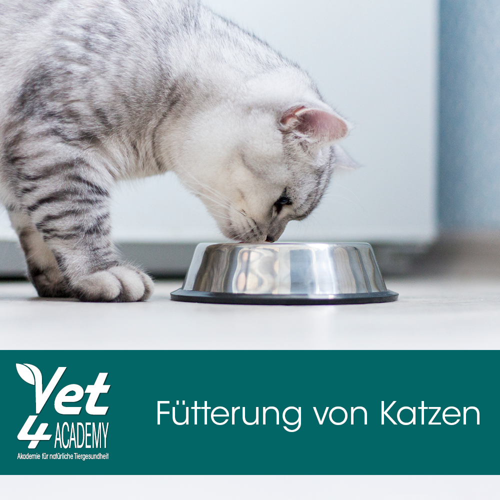 Tier, Katze, Säugetier, Haustier