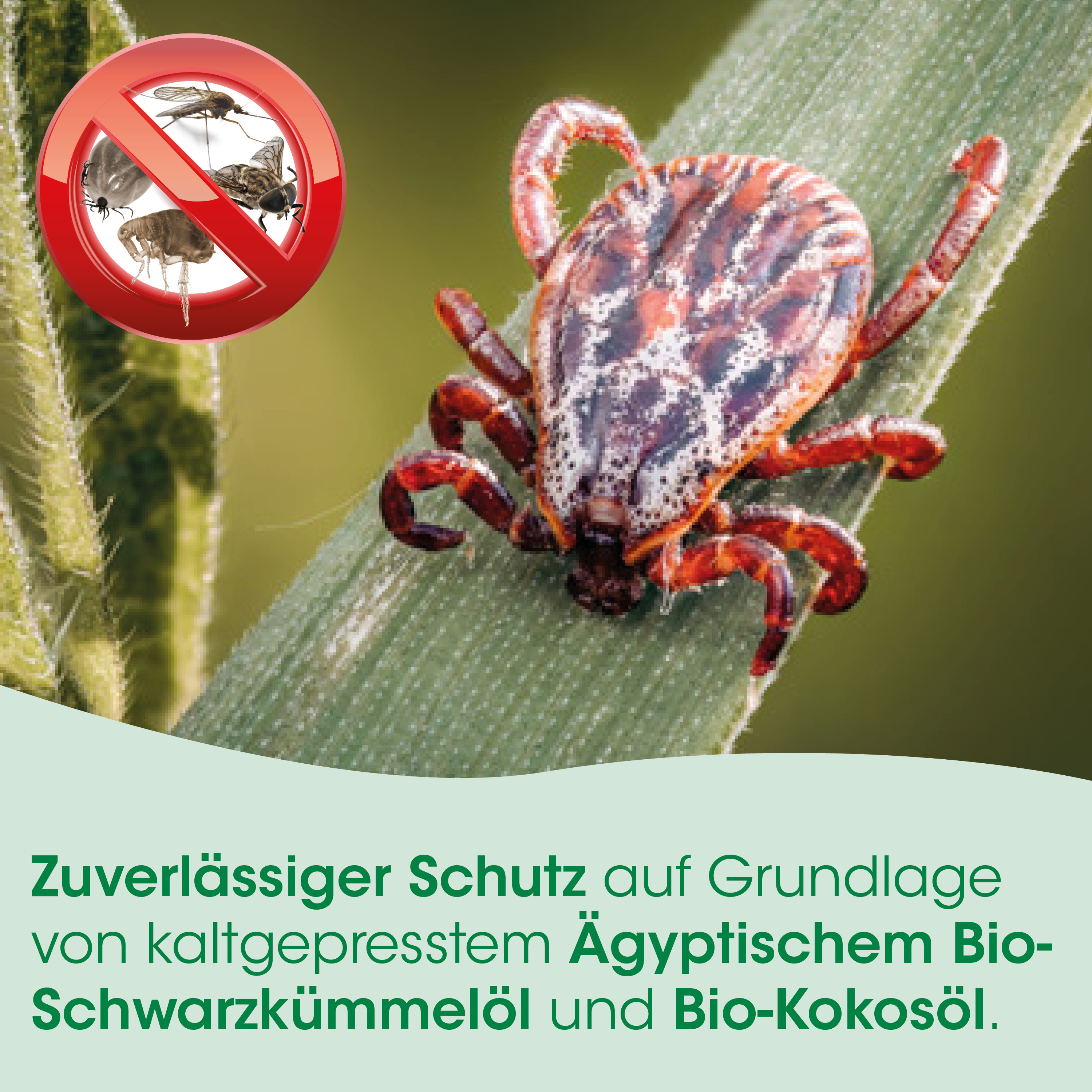 Tick, Zecke, Spinnentier, rote Beine, auf Blatt