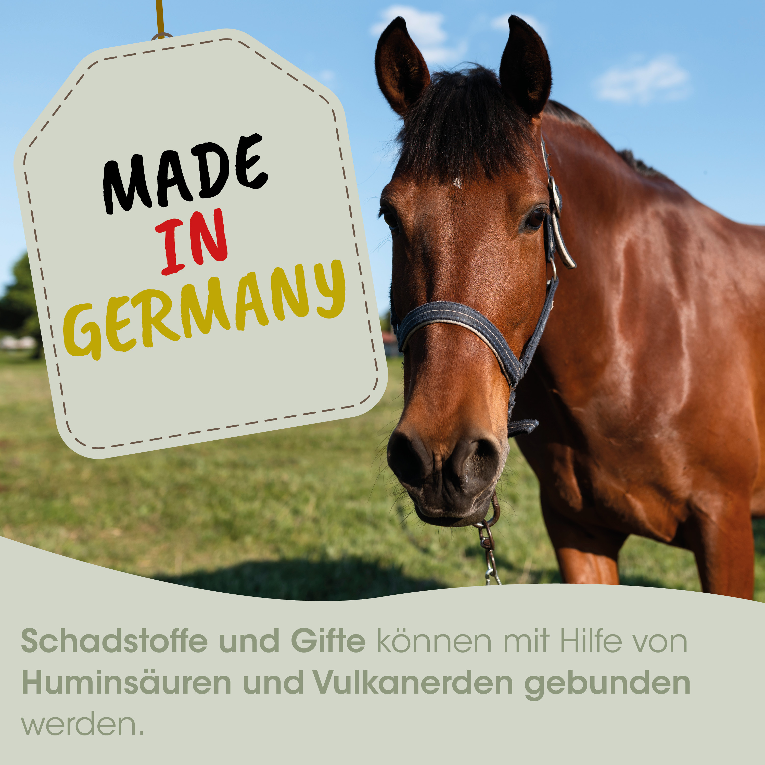 Pferd, Halter, Leder, Farbe Braun, Gurtung