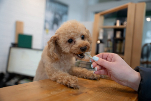 Hund, Säugetier, Haustier, Holz