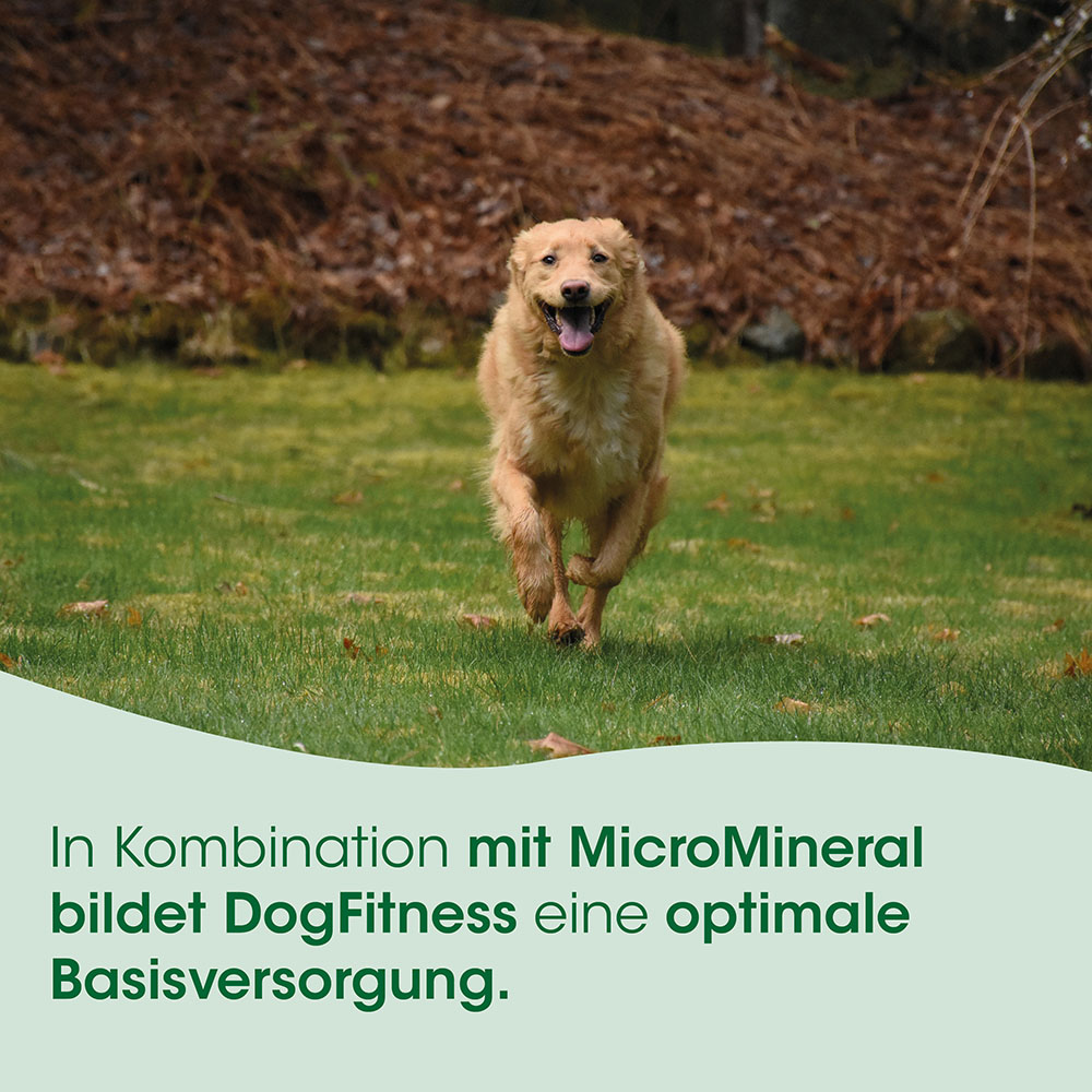 Hund, Laufend, Golden Retriever?, Tierliebe, Outdoor