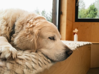Hund, Golden Retriever, Haustier, Welpe