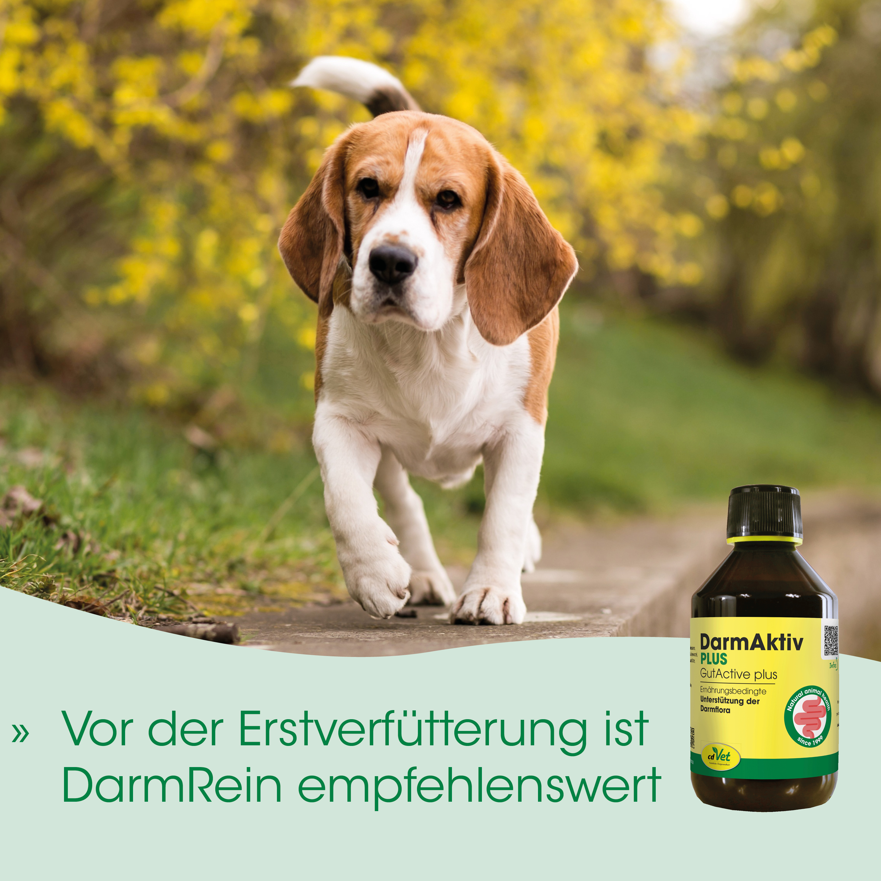 Hund, Beagle, Draußen, Grün, Tier-Nahrungsergänzung