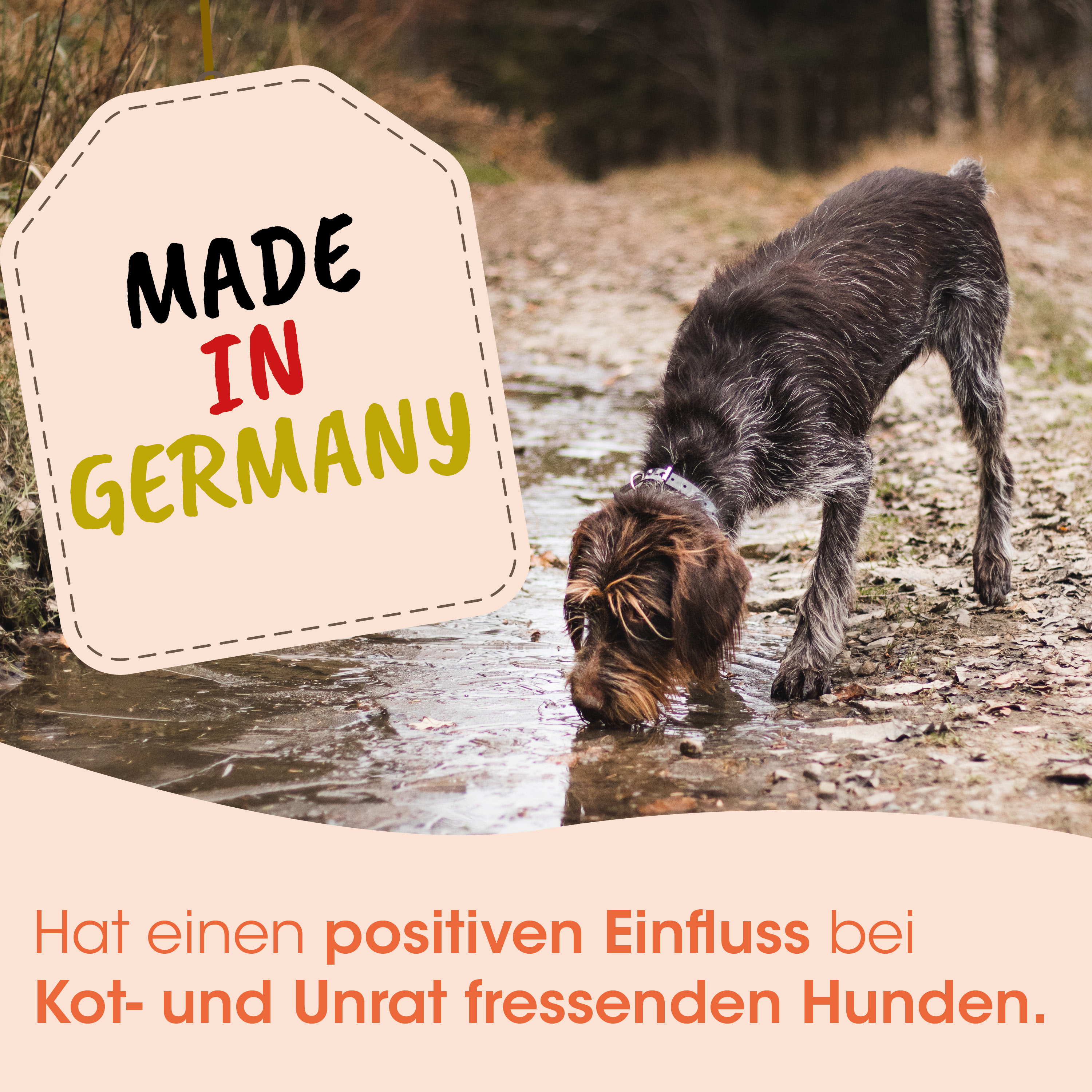 Hund, Halsband, nasses Fell, Tier, Außenbereich