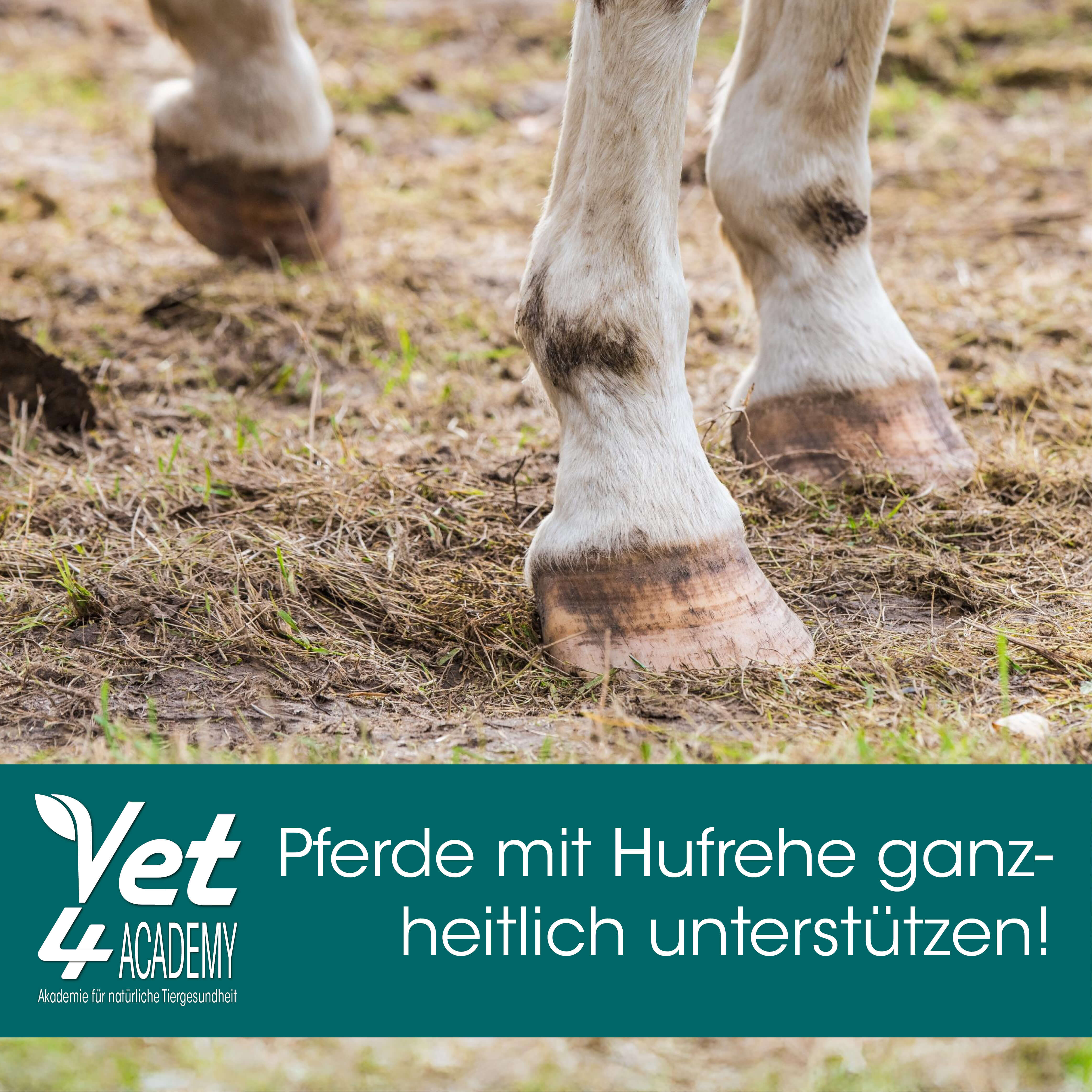 Feld, Im Freien, Weide, Ländlich, Grünland