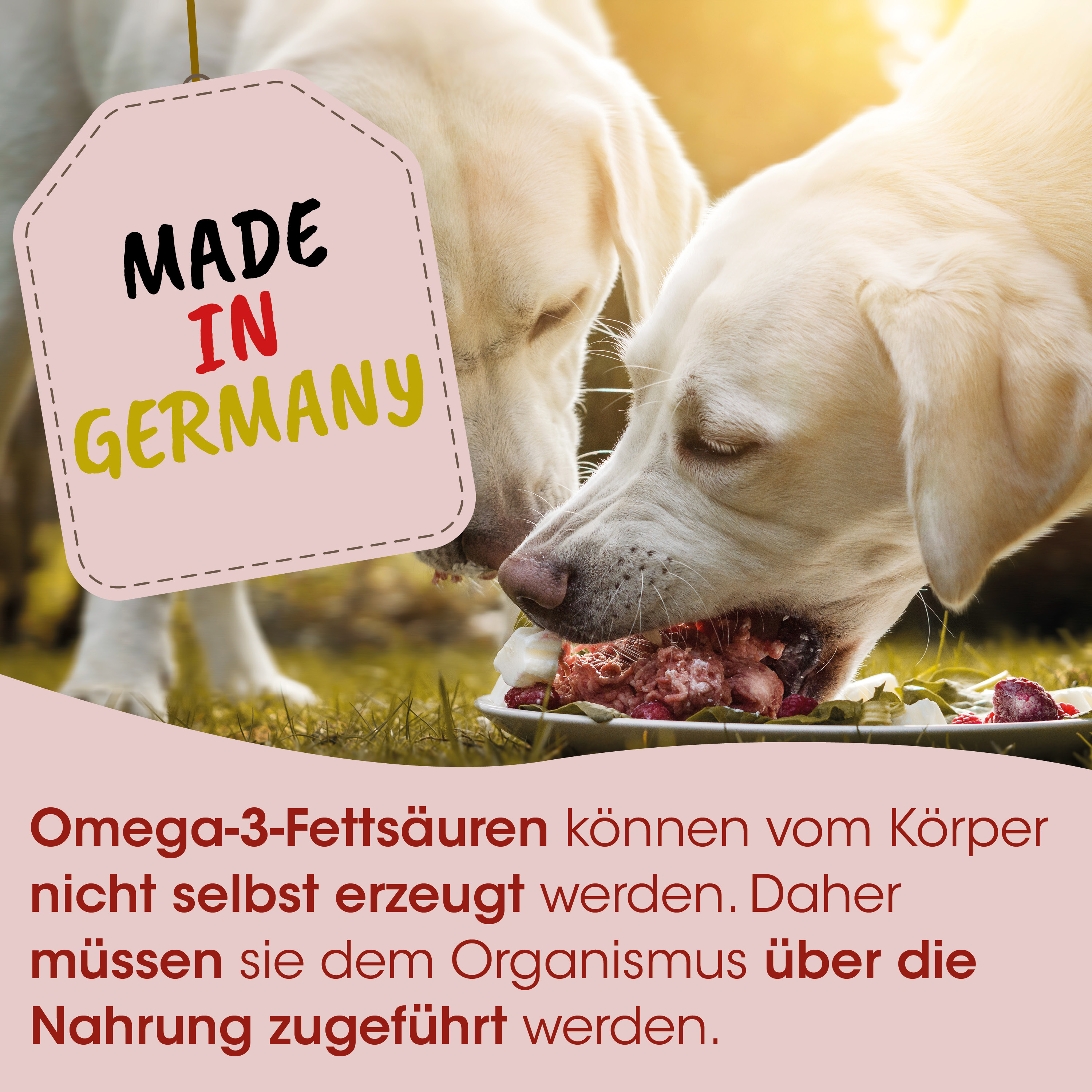 Hunde-Futter, Omega-3, Fettsäuren, Nahrungsergänzung, Tiernahrung
