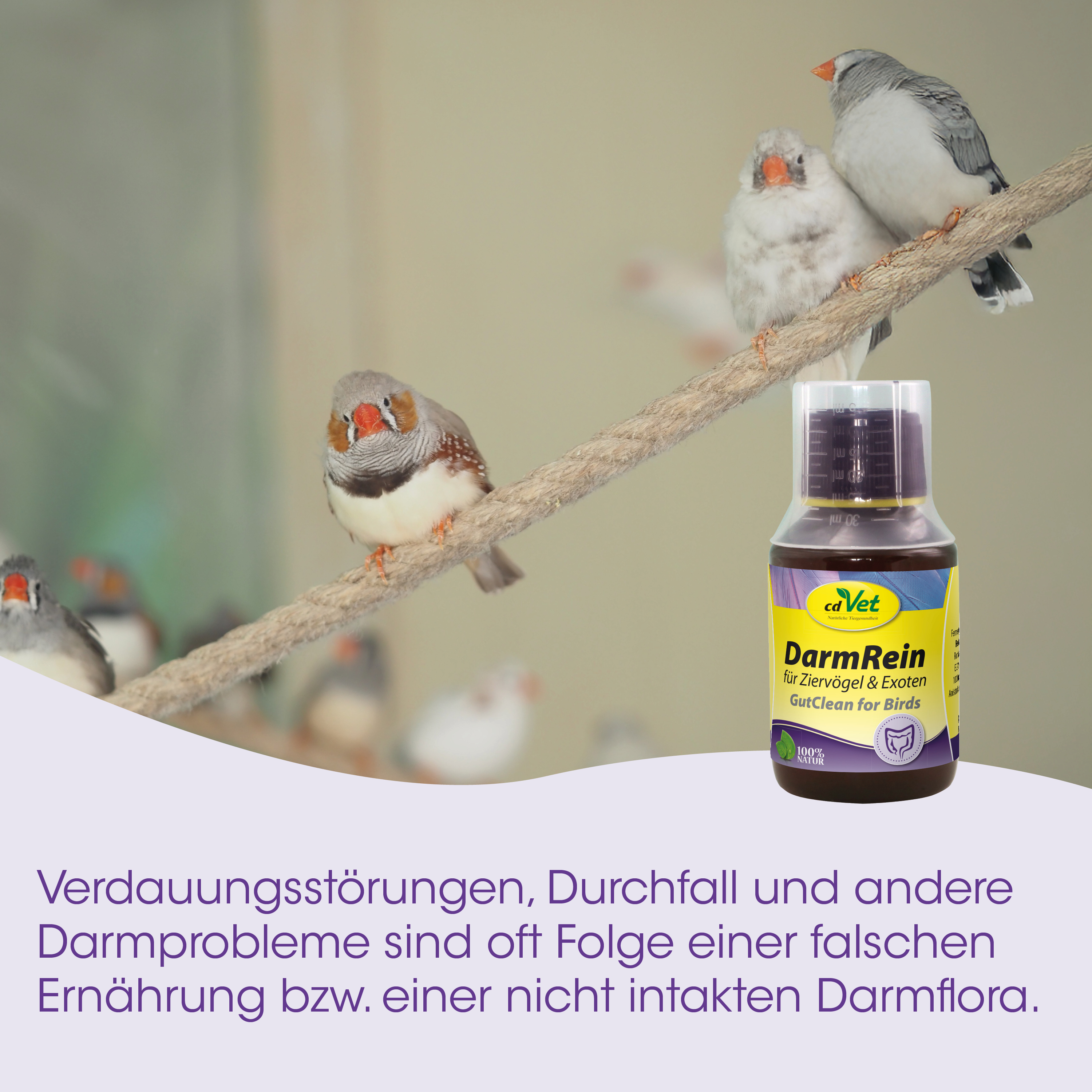 Vogel, Papageien, Kletterzweig, orangefarbenes Schnabel, Medikamentenflasche