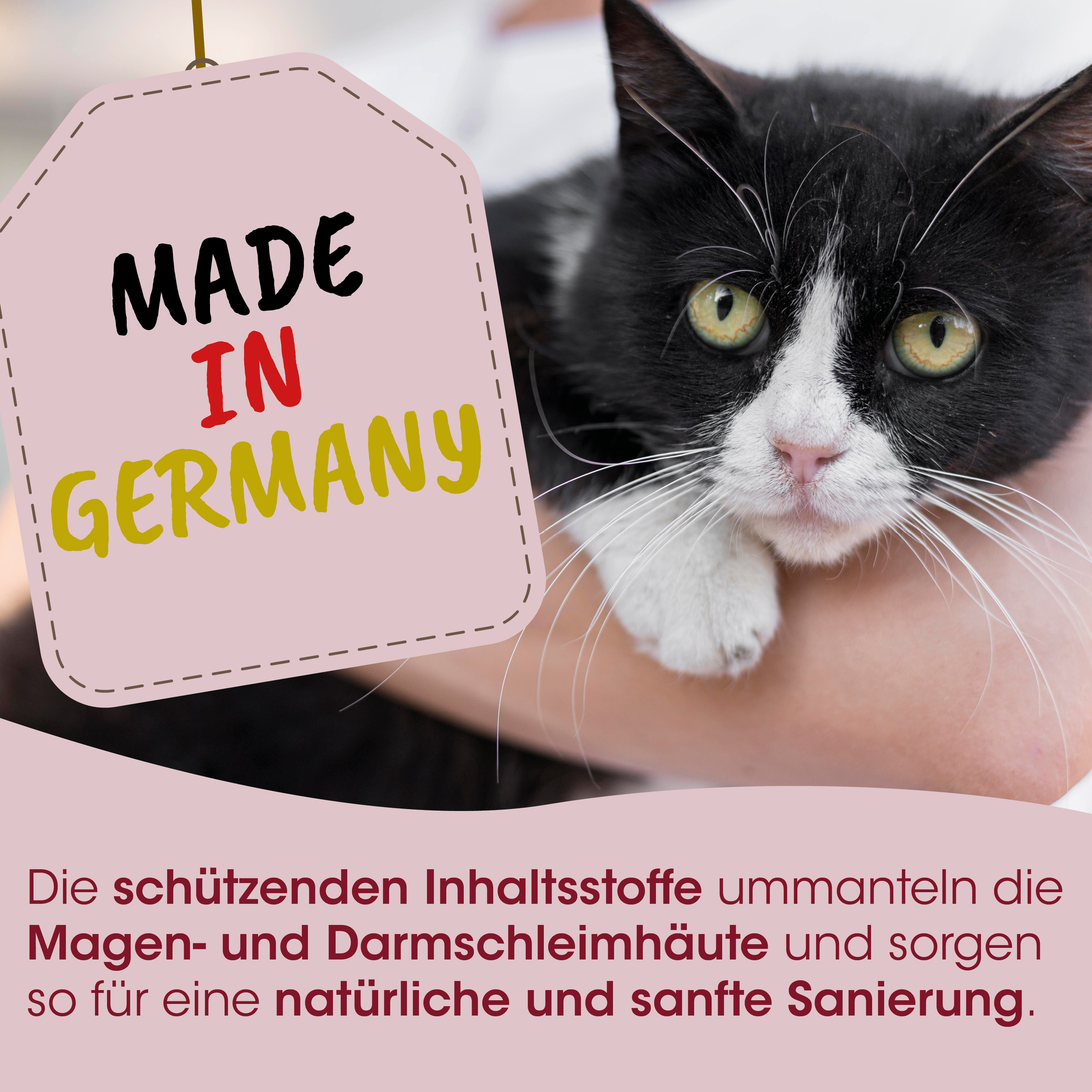Katze, Schwarzweiß, Haustier, Handgehalten, Etikett