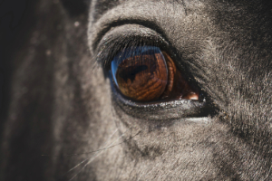 Bär, Säugetier, Tierwelt, Rinder, Kuh