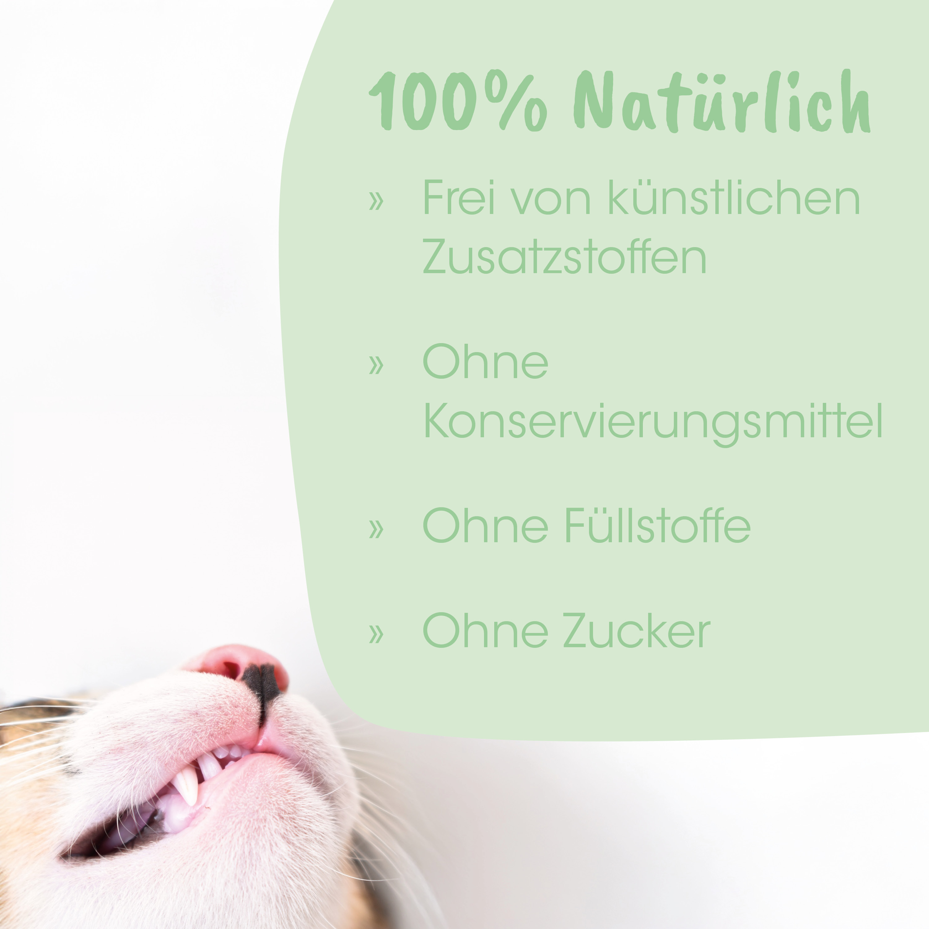 Katze, Katzengesicht, Zahnlaeche, Fell, Nase