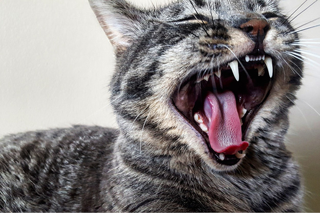 Mund, Person, Zähne, Katze, Haustier