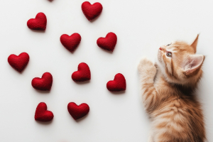 Tier, Katze, Säugetier, Haustier, Symbol