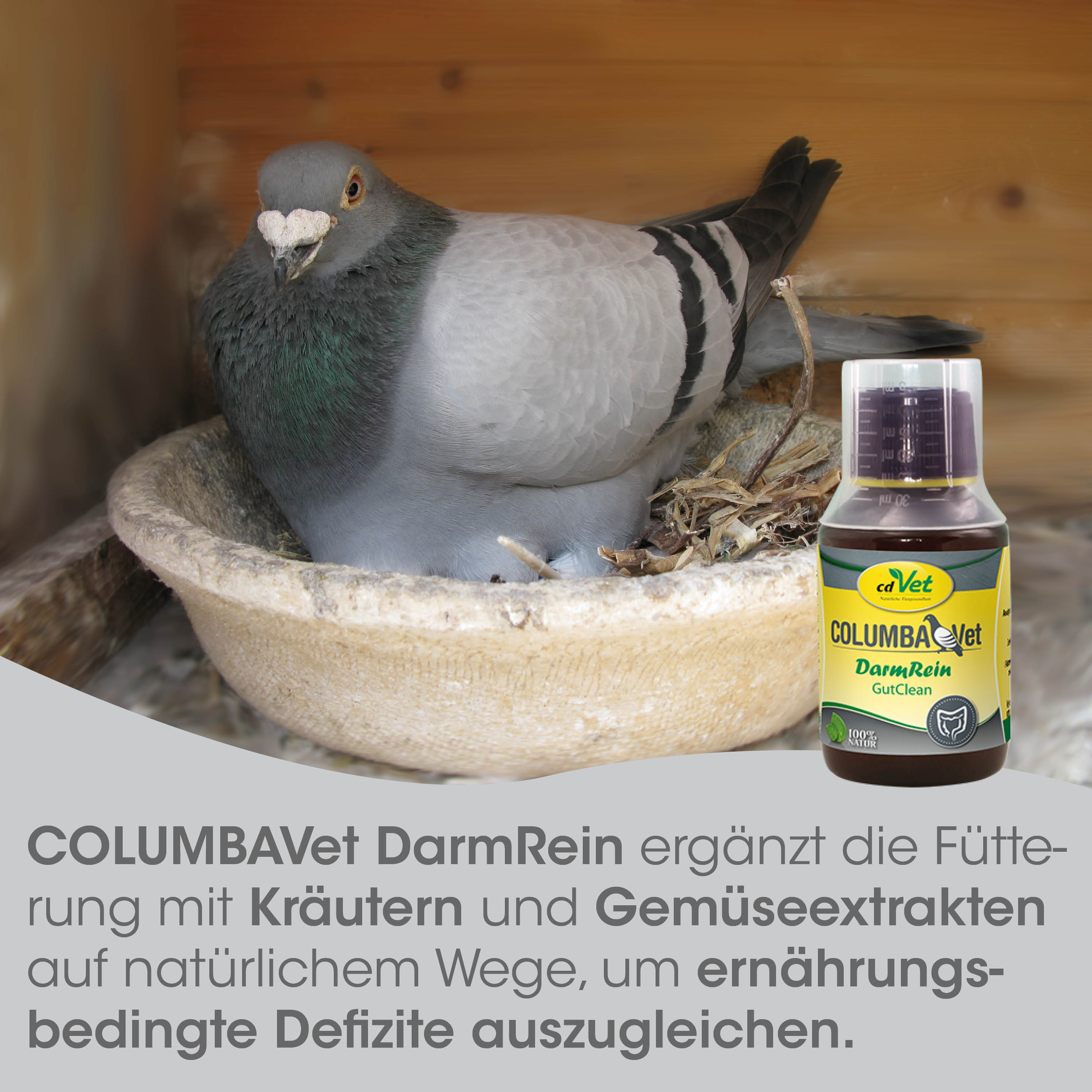 Taube, Futter, ColumbaVet, Kräuter, Gemüseextrakte