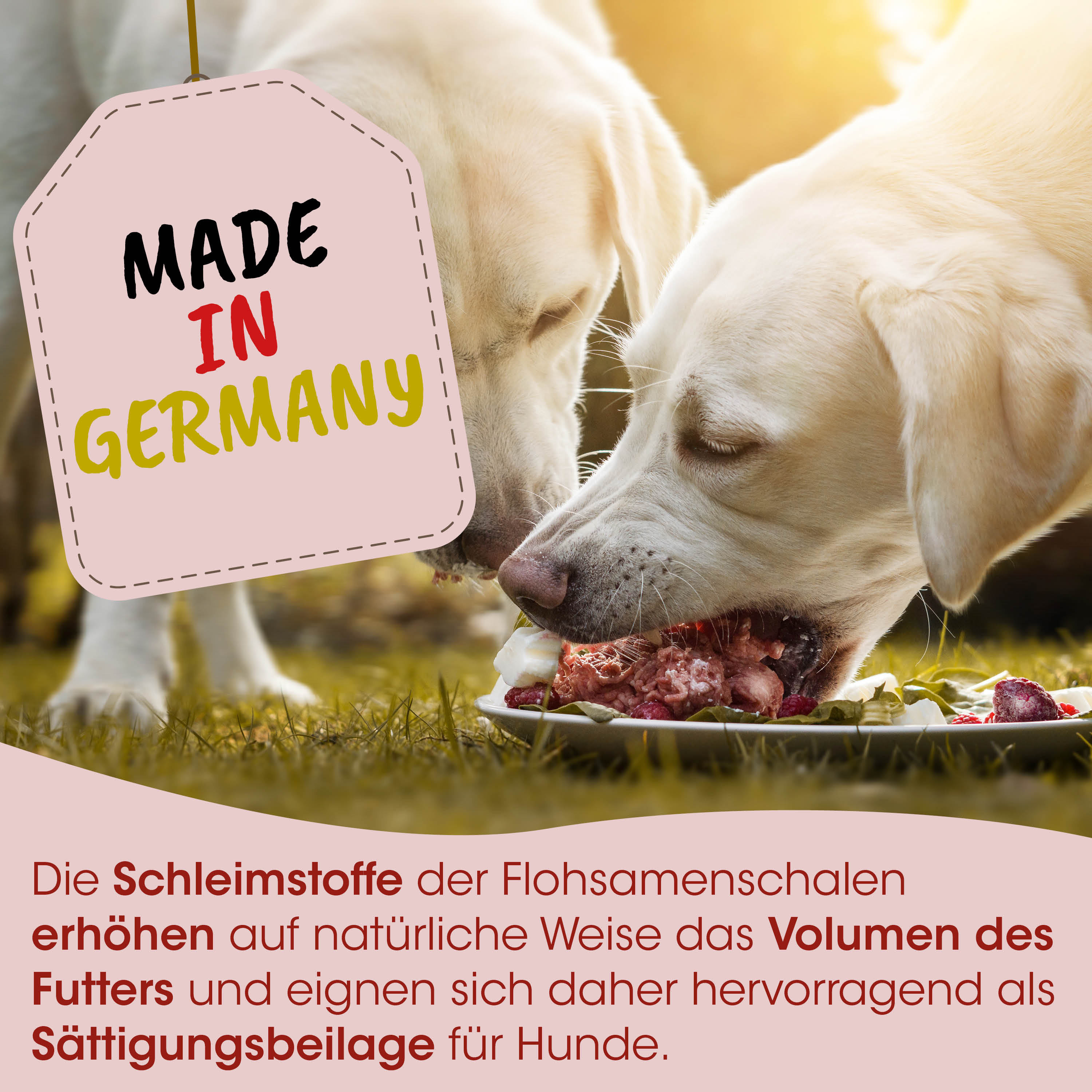 Hund, Hundefutter, Fleisch, Nassfutter, Ernährung