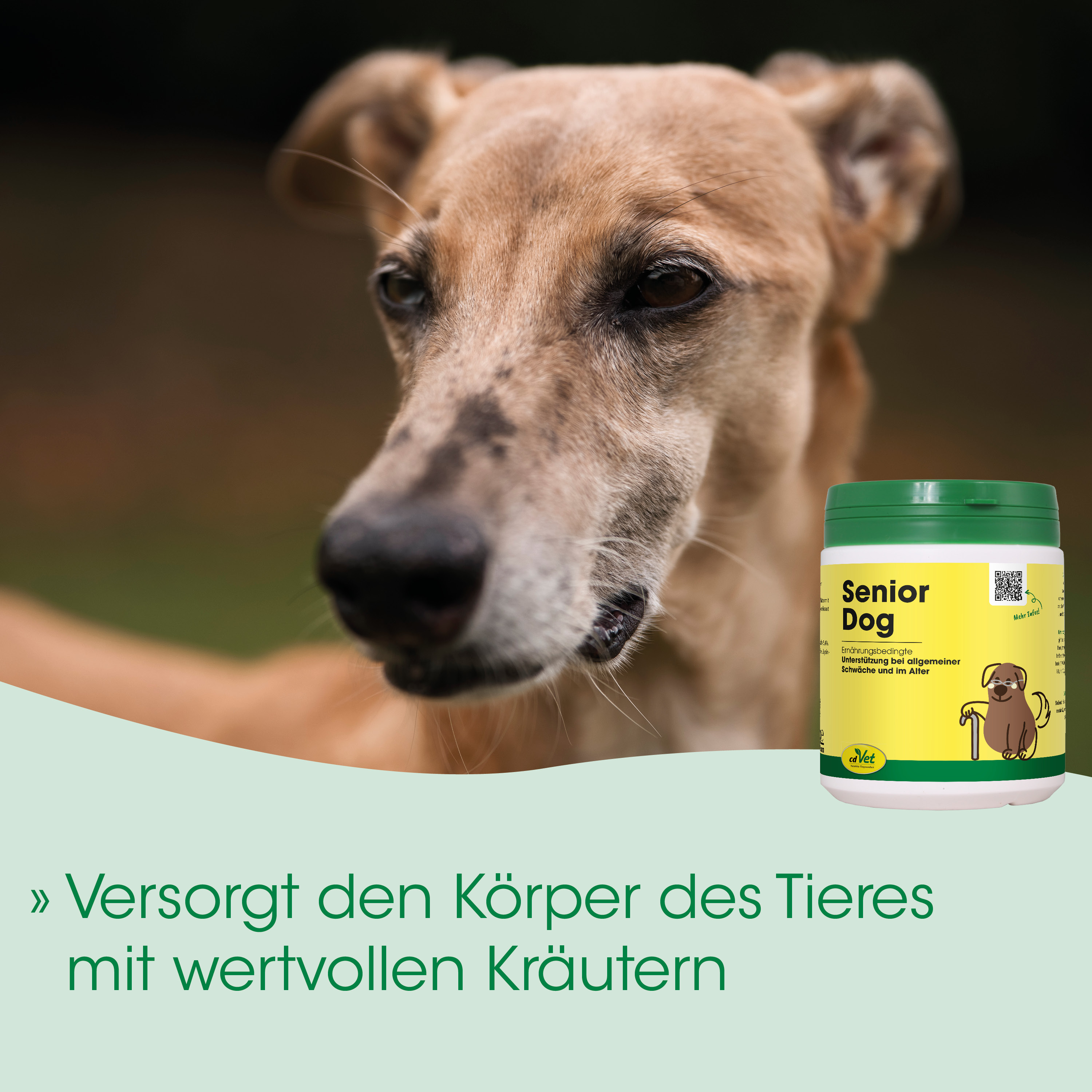 hund, dog, senior, Supplement, Kräuter