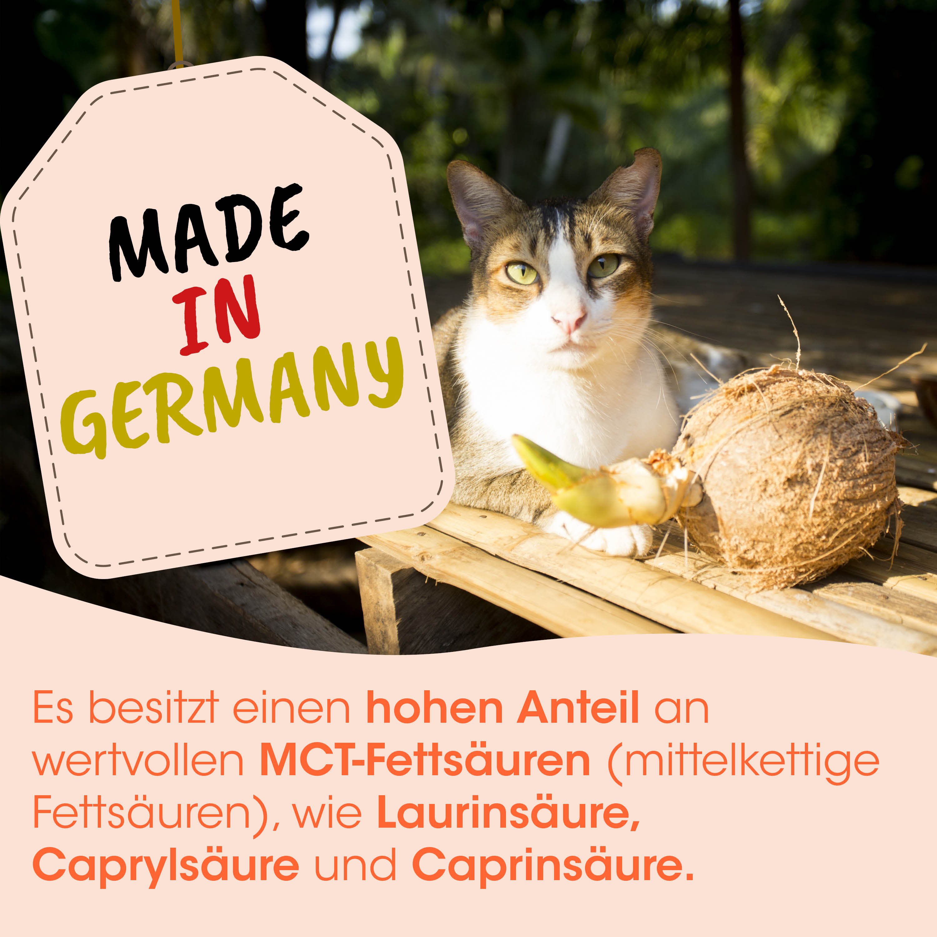 Katze, Kokosnuss, Holztisch, Tag, Hergestellt in Deutschland