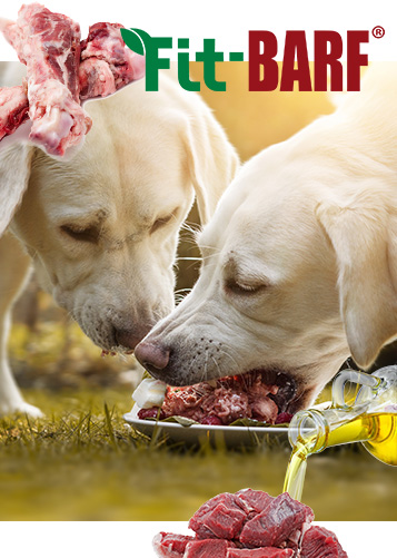 Tier, Hund, Säugetier, Haustier