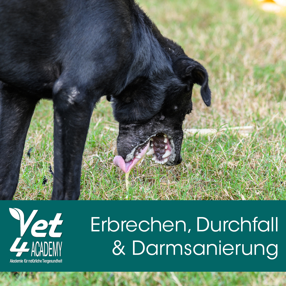 Videoaufzeichnung - Erbrechen, Durchfall und Darmsanierung beim Hund