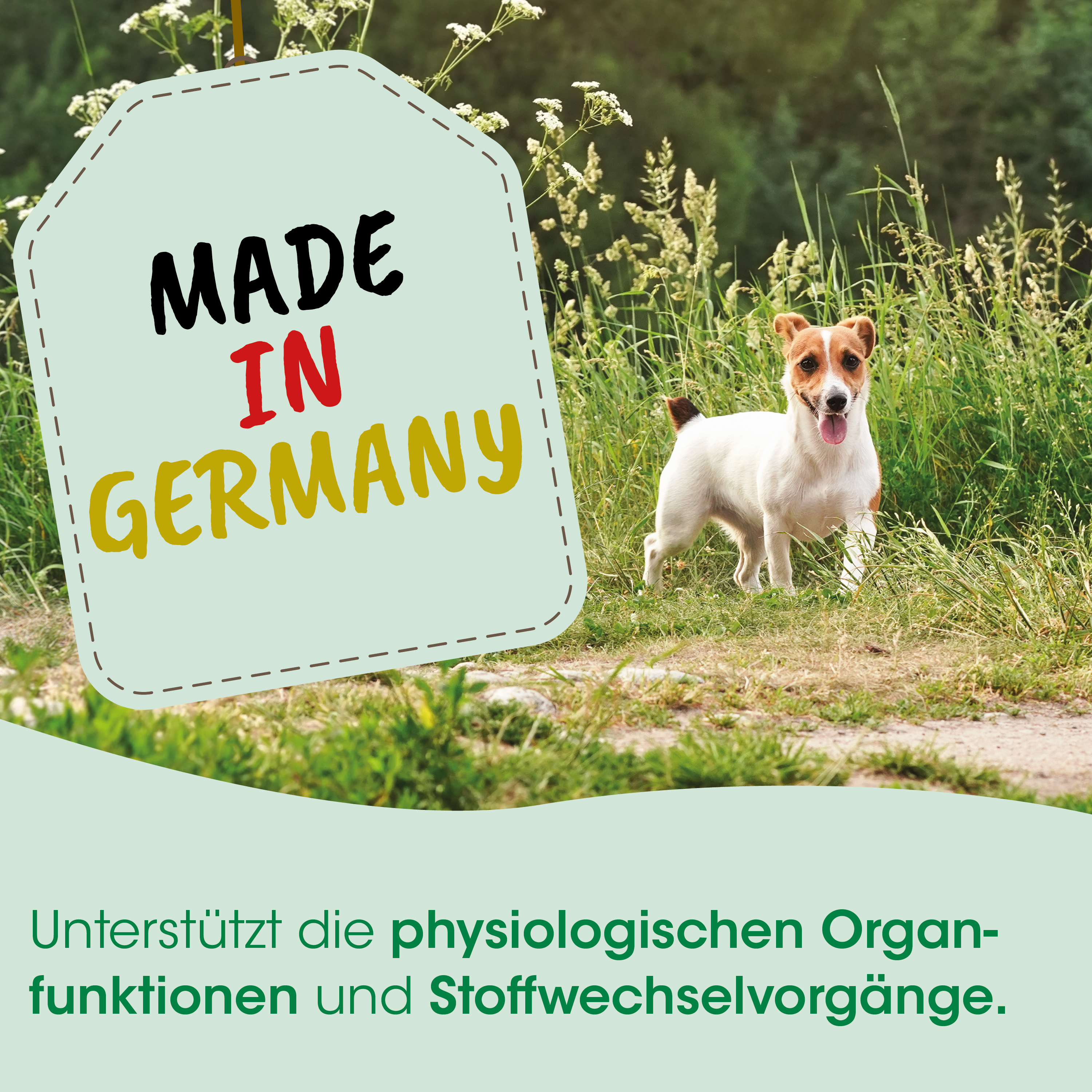Hund, Tier, Gras, Outdoor, Deutschland