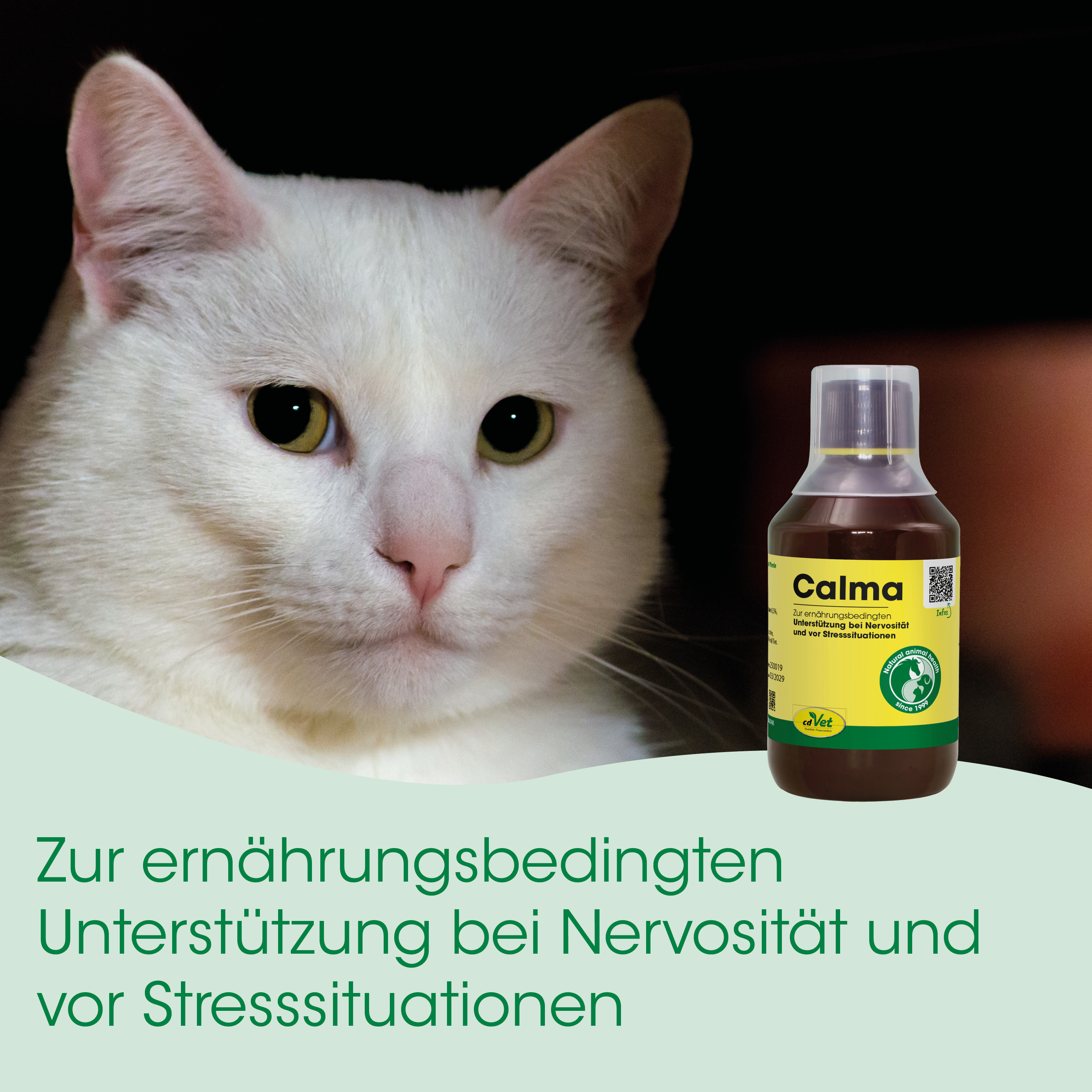 weiß, Katze, Flasche, Medizin, Nahrungsergänzung