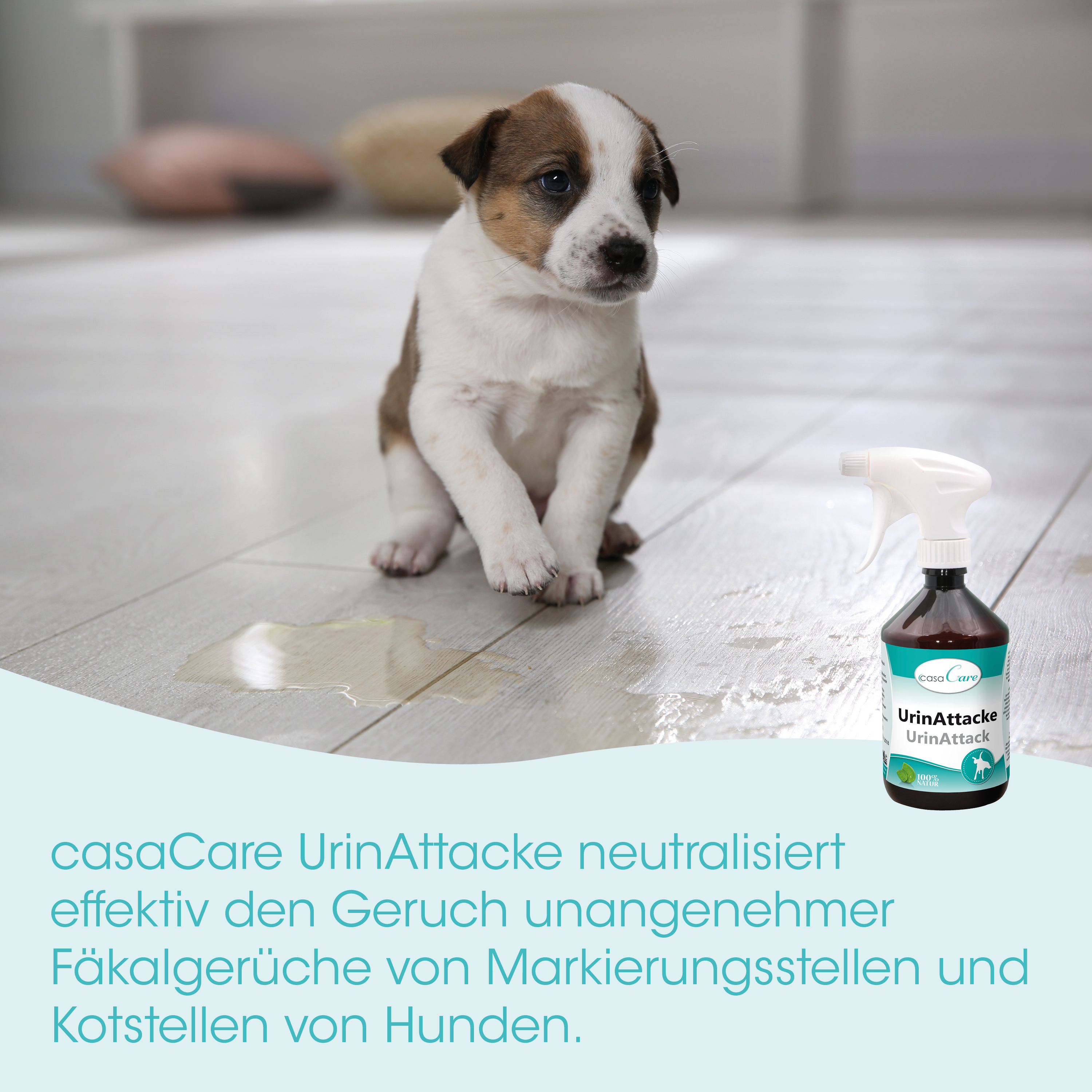 puppy, Hund, braun-weißer, Sprühflasche, Pfütze