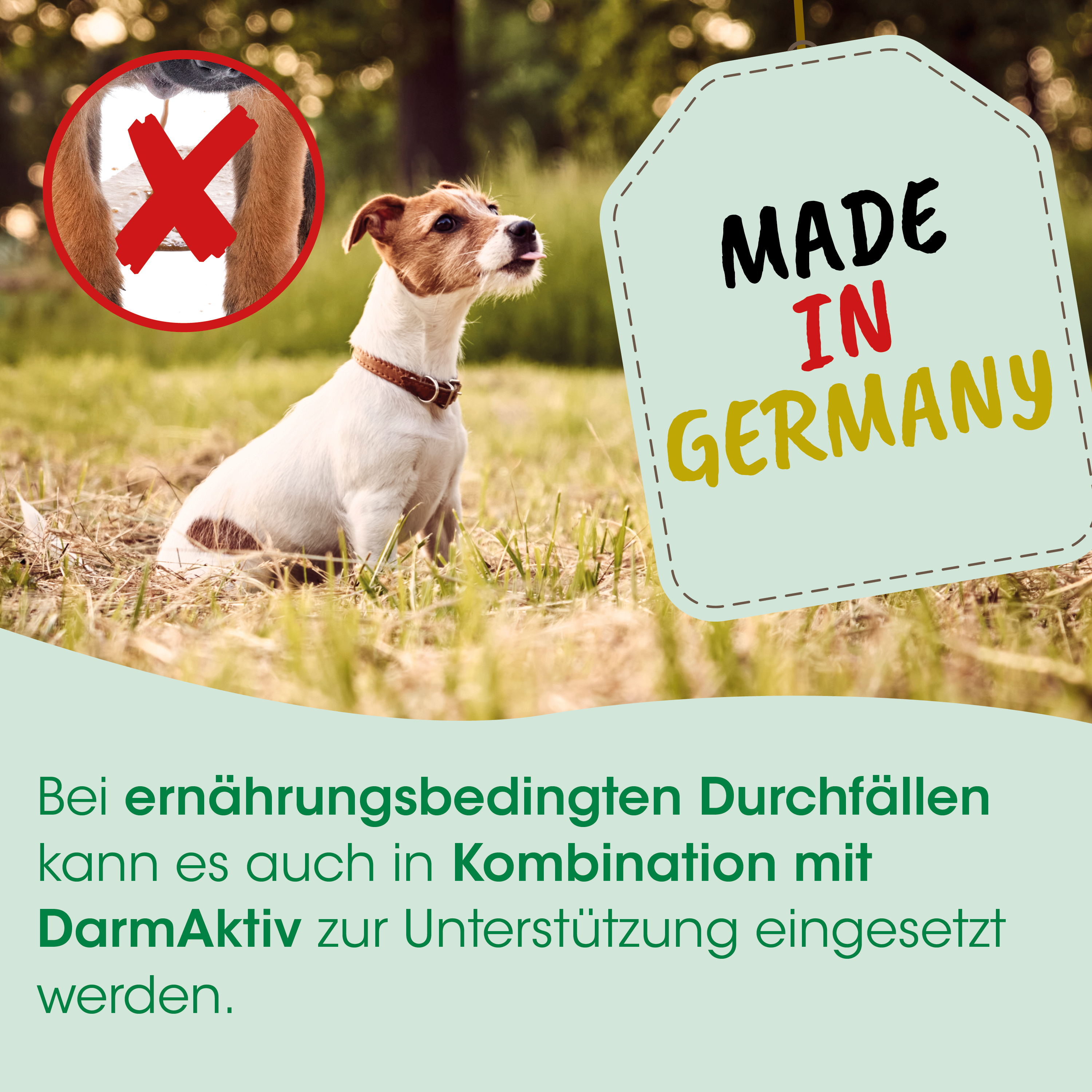 Hund, Hundehalsband, Tier, Haustier, Canin