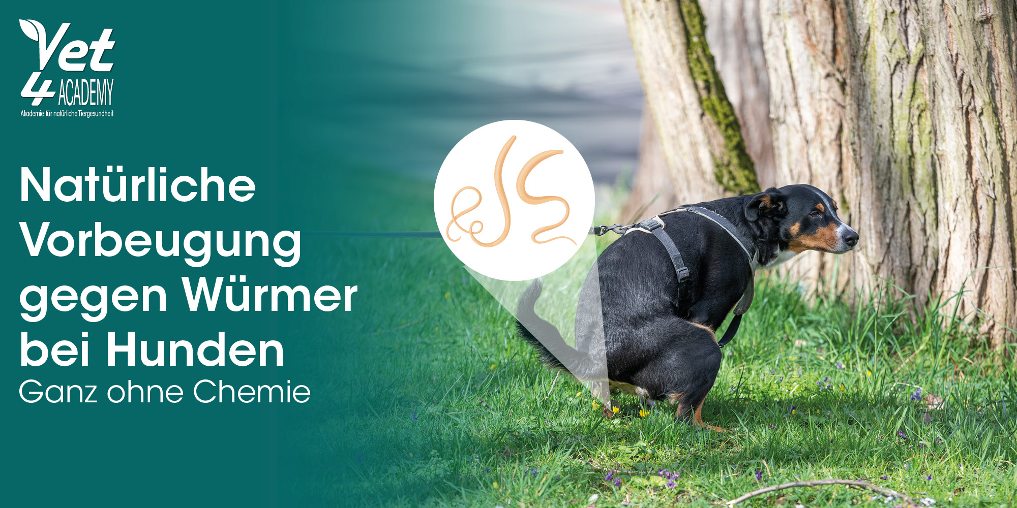 Hund, Säugetier, Haustier, Gras, Pflanze