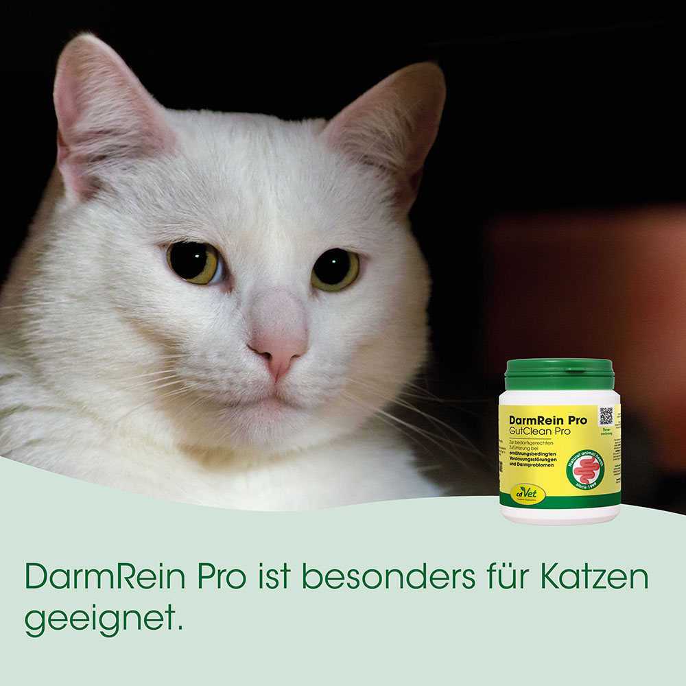 Katzenbild, weiße Katze, Tiergesundheit, Darmrein Pro, Katzenergänzung
